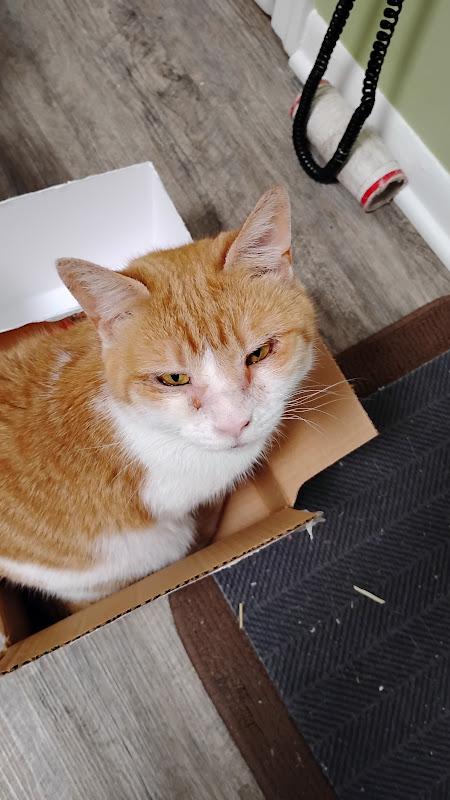 Enlarge Robin, an adopted Domestic Short Hair in Covington, KY image 4/4