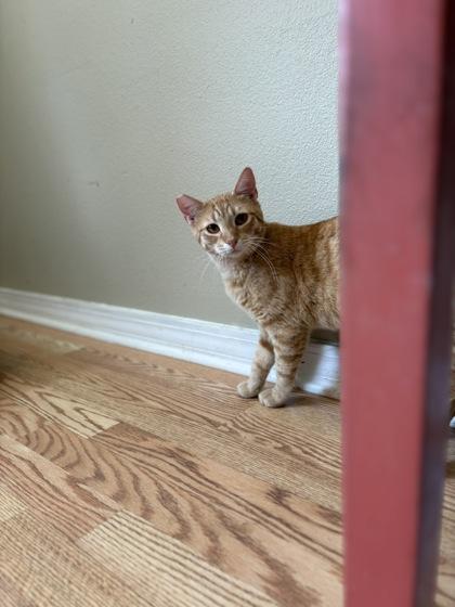 Oranje — thumbnail 3