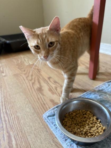 Oranje — thumbnail 4