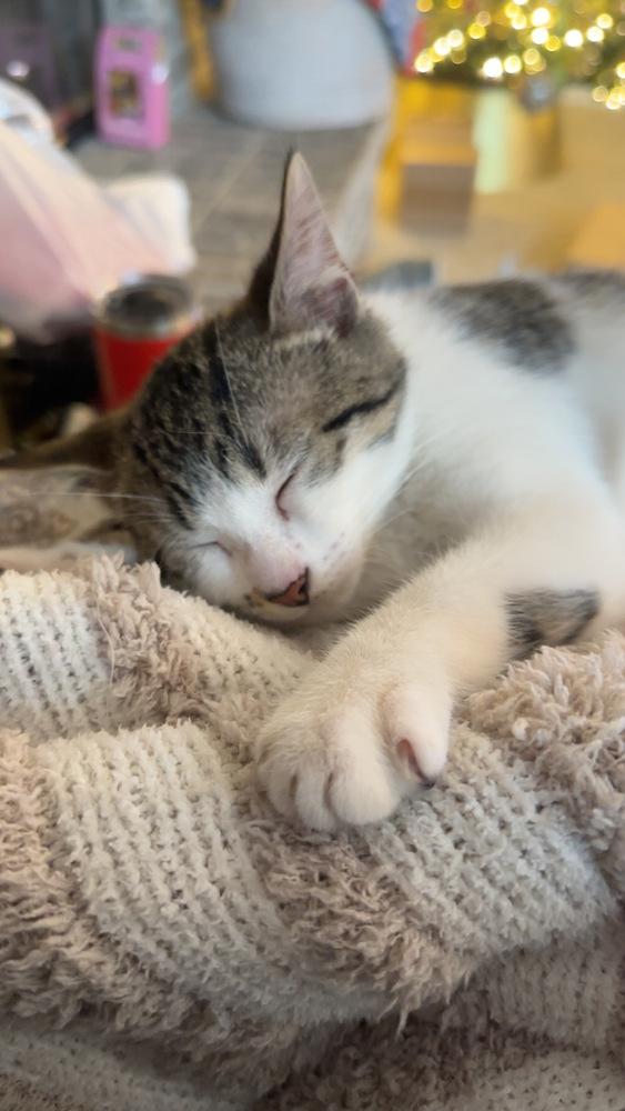 Tater Tot, Adoptable, Kitten Male Domestic Short Hair.