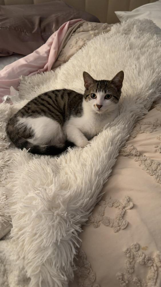 Tater Tot, Adoptable, Kitten Male Domestic Short Hair.