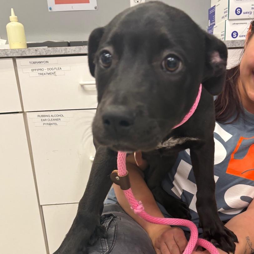 Monica, Adoptable, Puppy Female Mixed Breed.