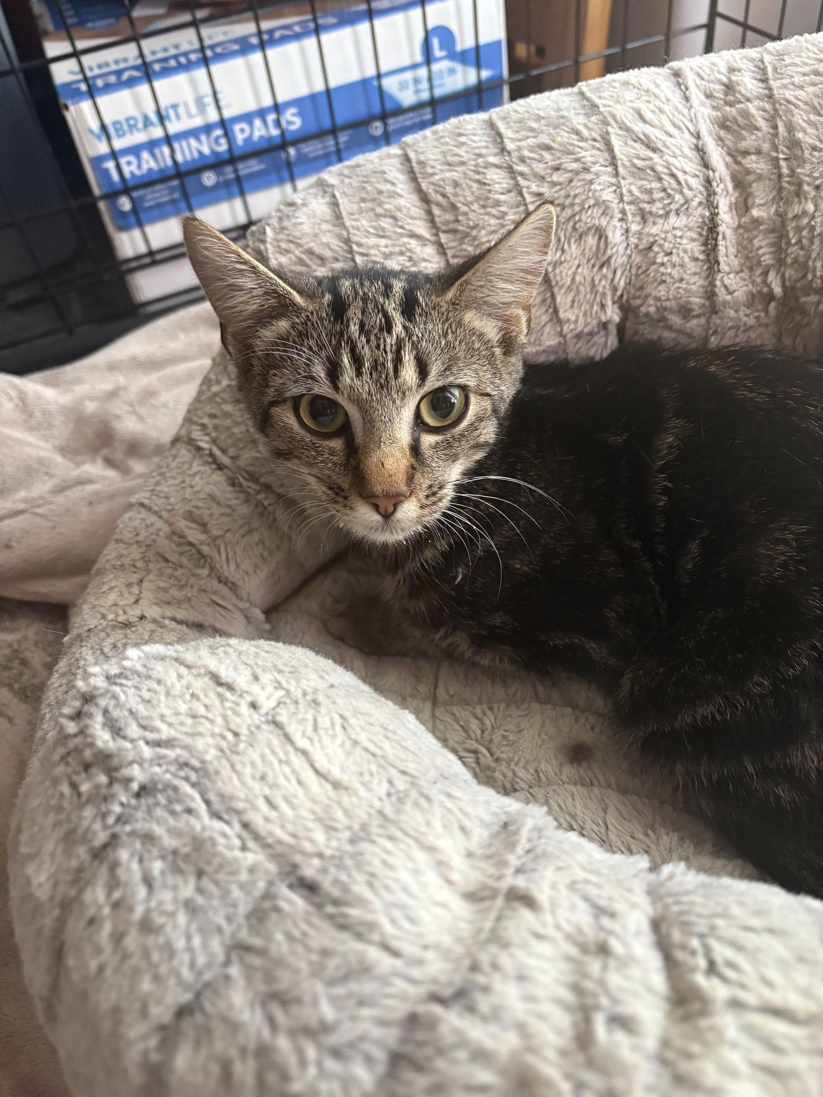 Enlarge Sammy (rt), a Adoptable Domestic Short Hair in White Bluff, TN image 1/1