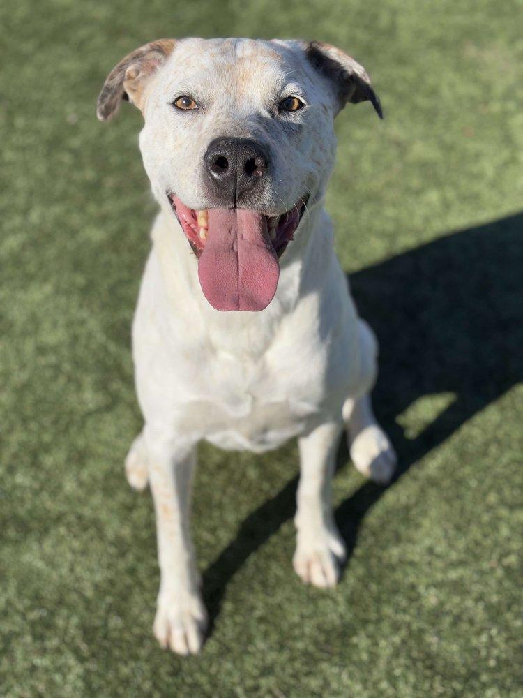 Scout — thumbnail 3