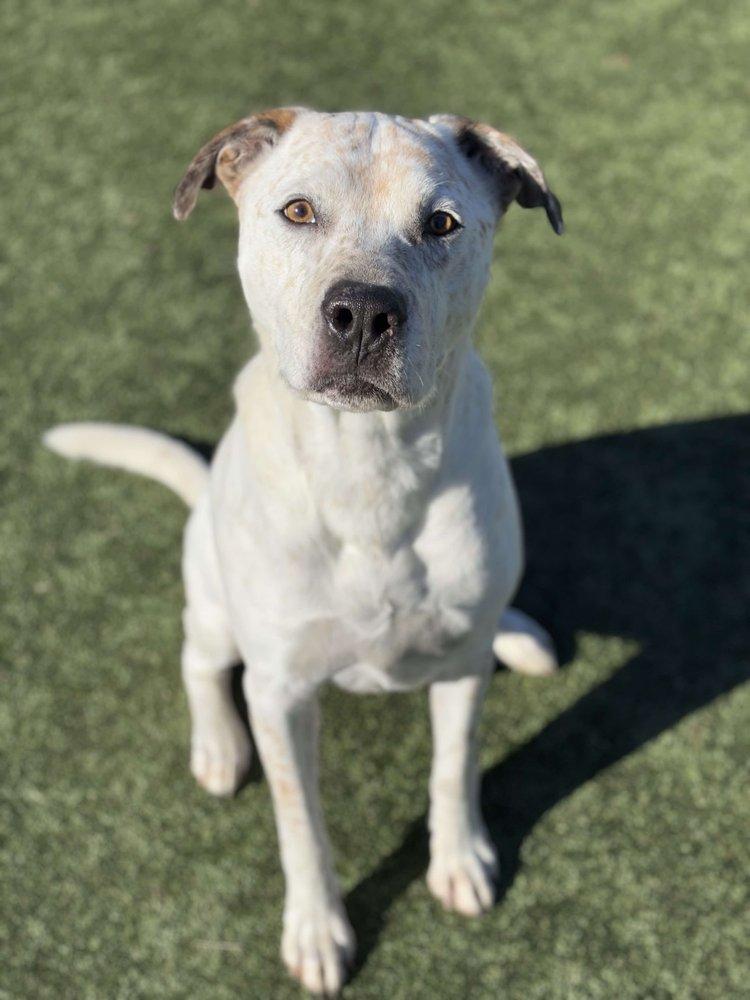 Scout — thumbnail 4