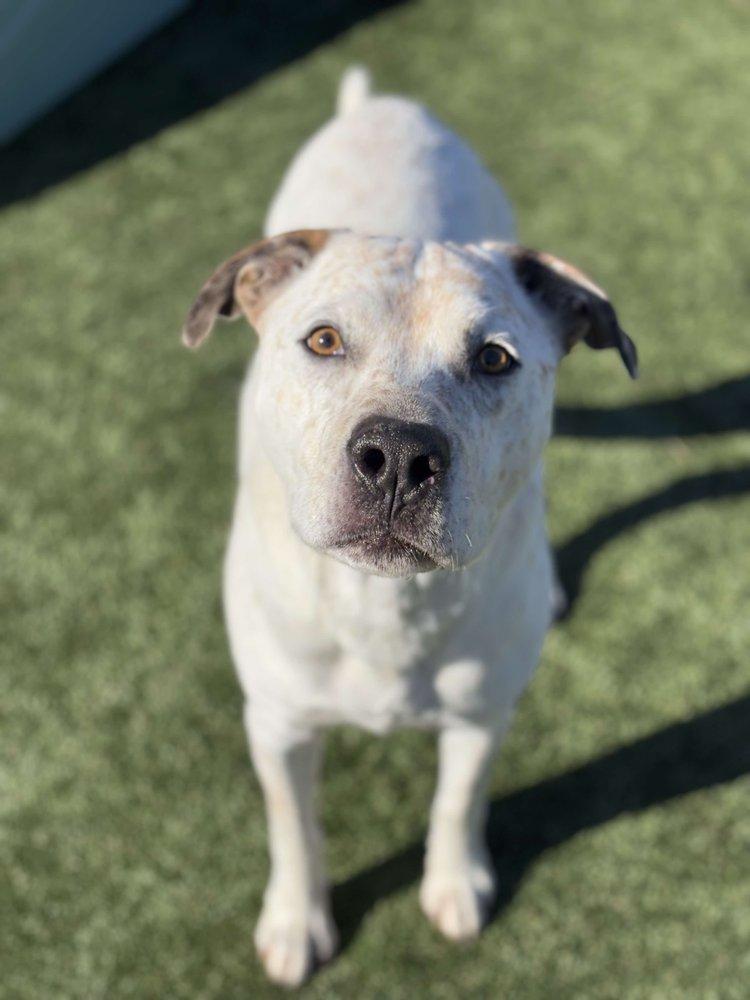 Scout — thumbnail 5