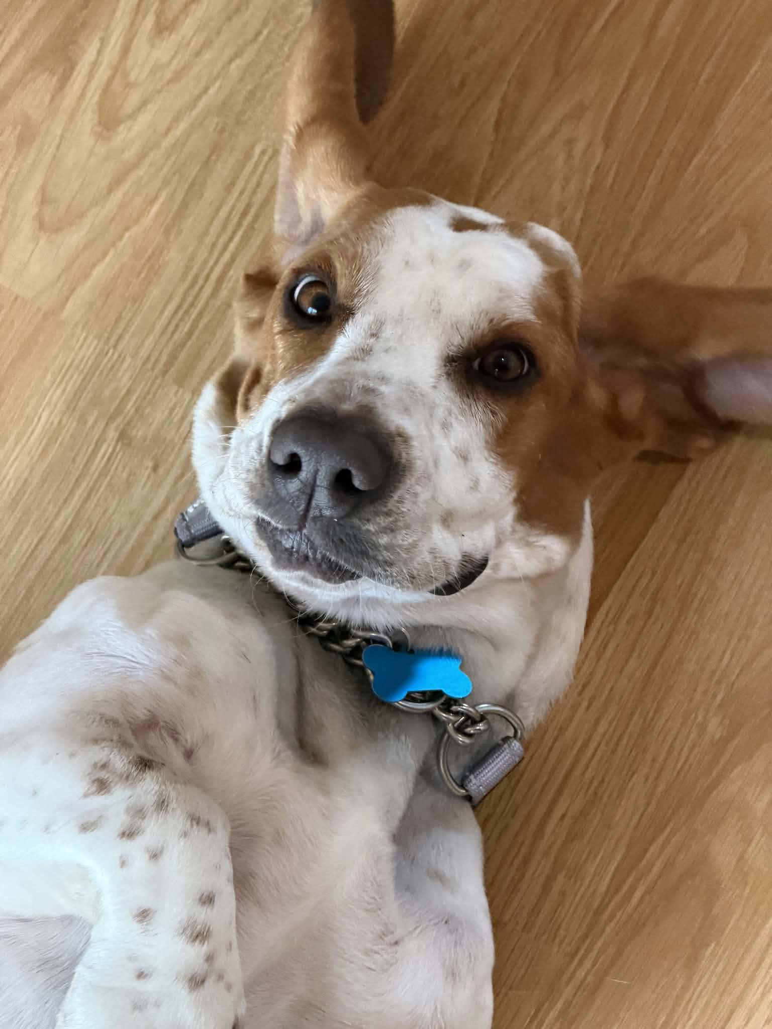 Enlarge Mabel, a Adopted Basset Hound in Fort Collins, CO image 4/5