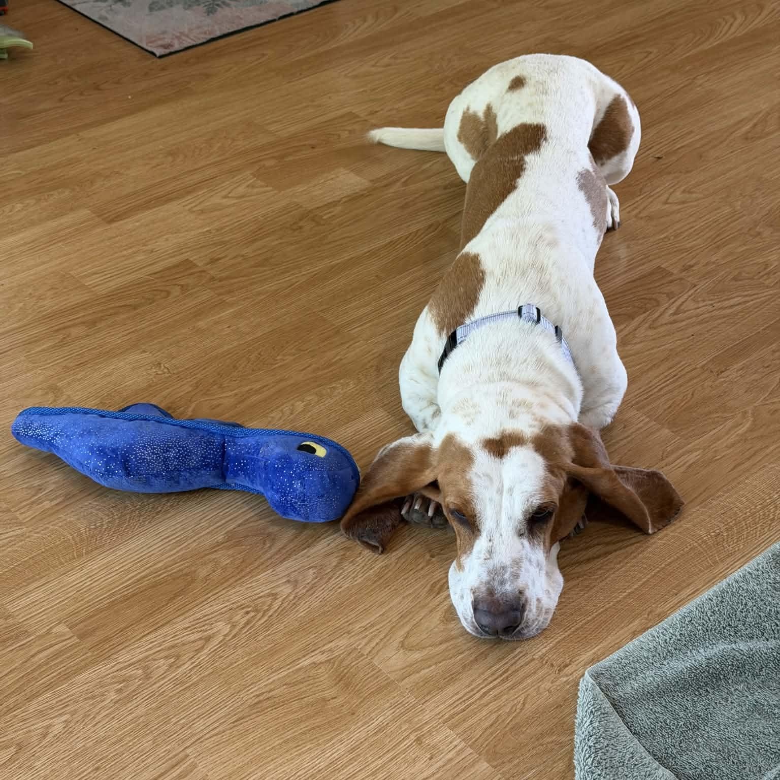Enlarge Mabel, a Adopted Basset Hound in Fort Collins, CO image 2/5