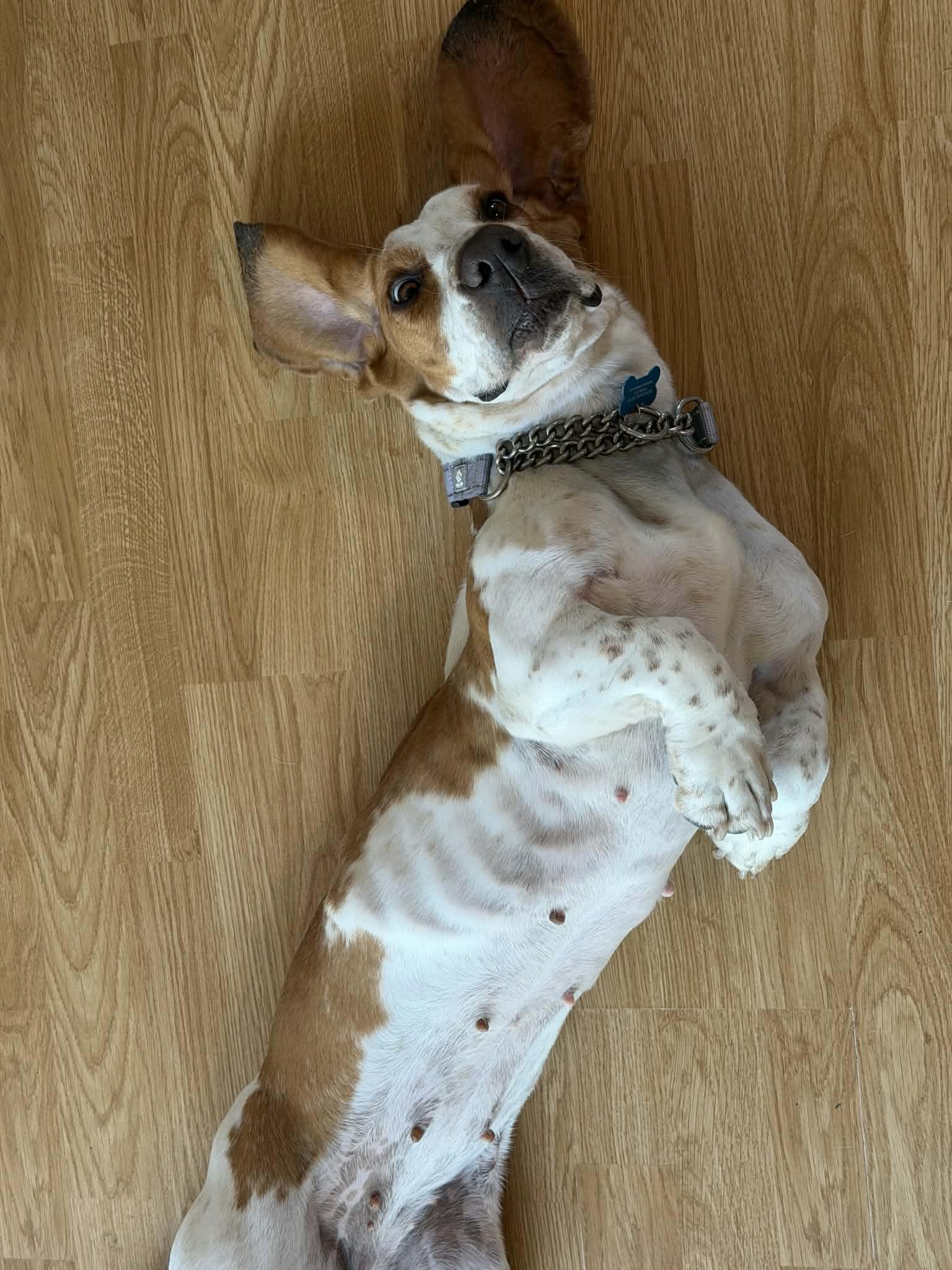 Enlarge Mabel, a Adopted Basset Hound in Fort Collins, CO image 5/5