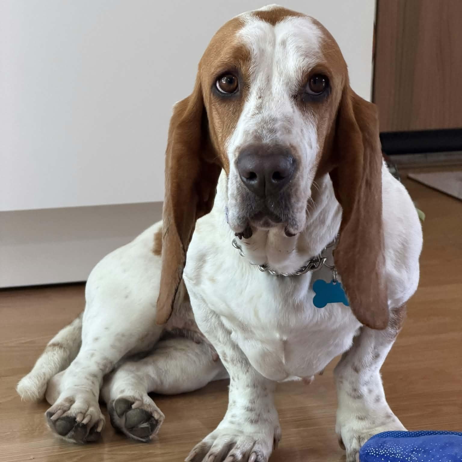 Enlarge Mabel, a Adopted Basset Hound in Fort Collins, CO image 1/5
