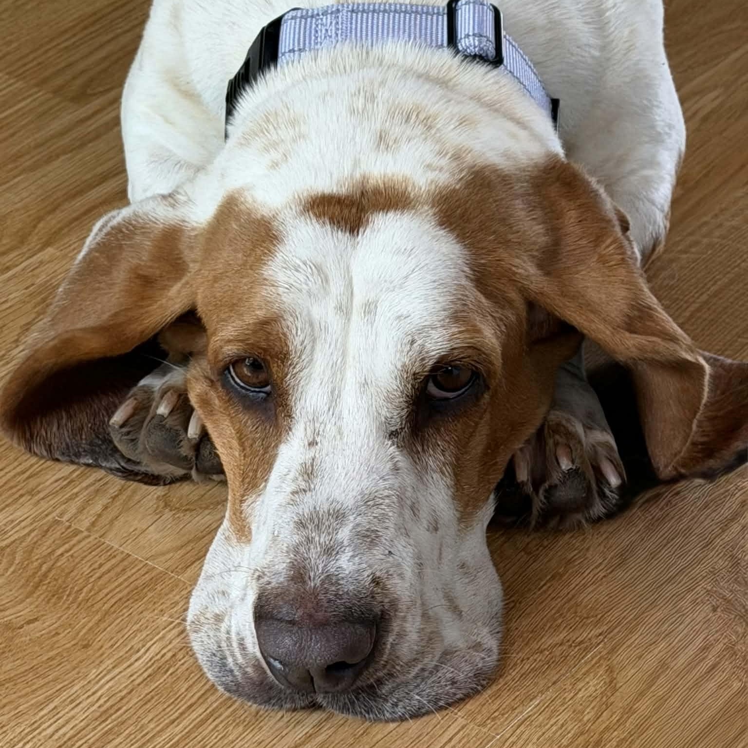 Enlarge Mabel, a Adopted Basset Hound in Fort Collins, CO image 3/5