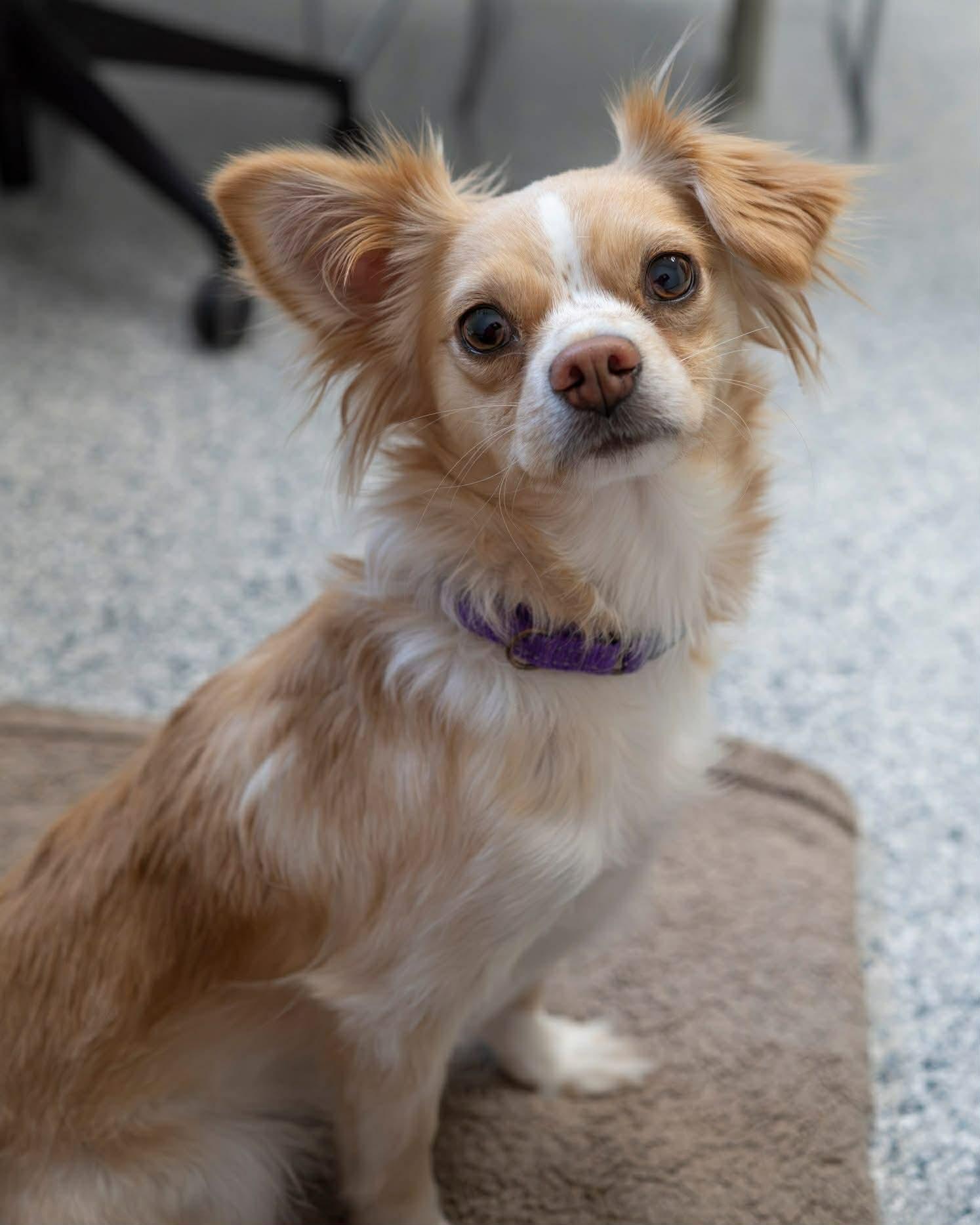 Keepsake (IN FOSTER), ADOPTABLE, Adult Female Chihuahua.