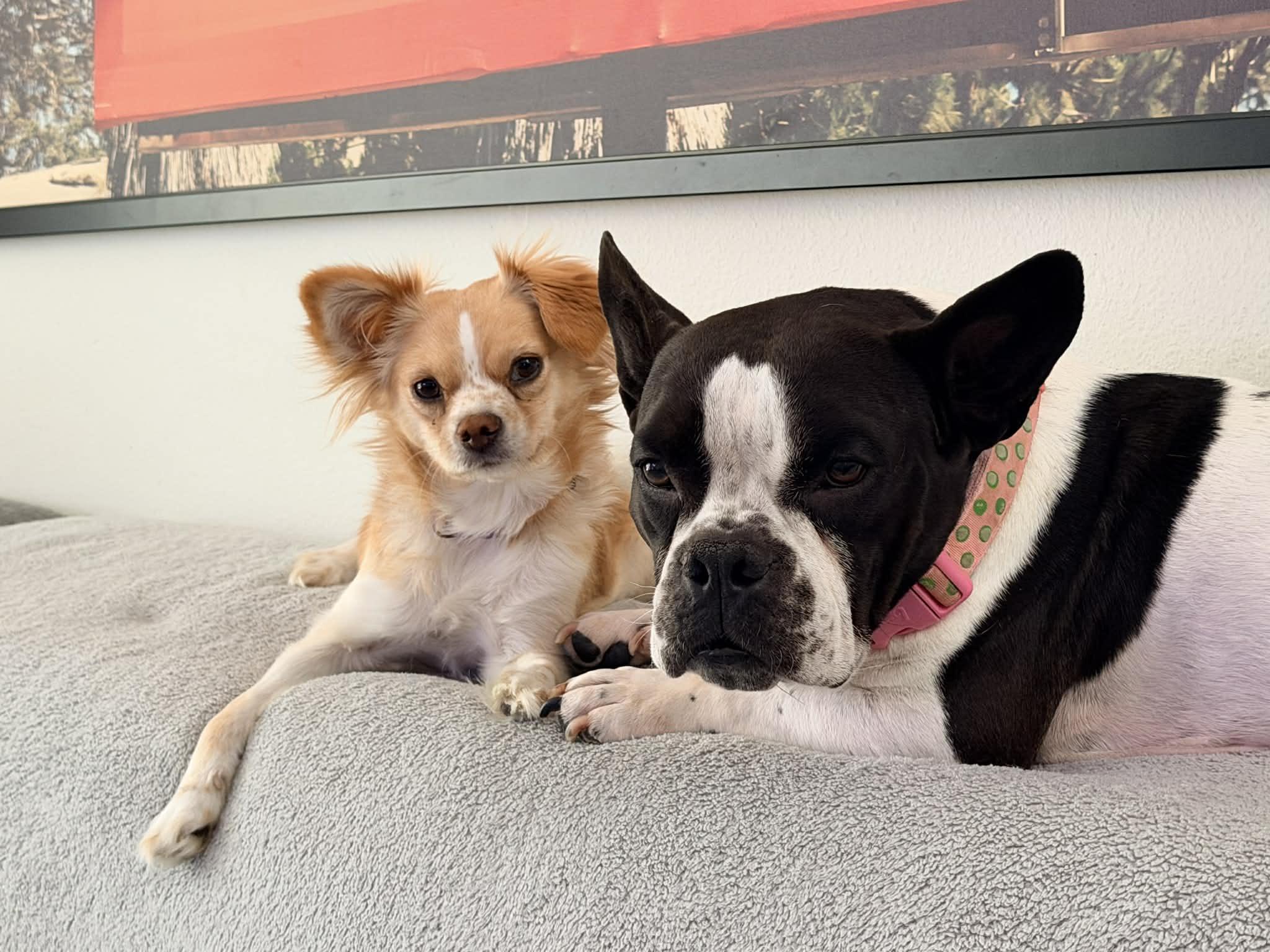 Enlarge Keepsake (IN FOSTER), a ADOPTABLE Chihuahua in Myakka City, FL image 4/5