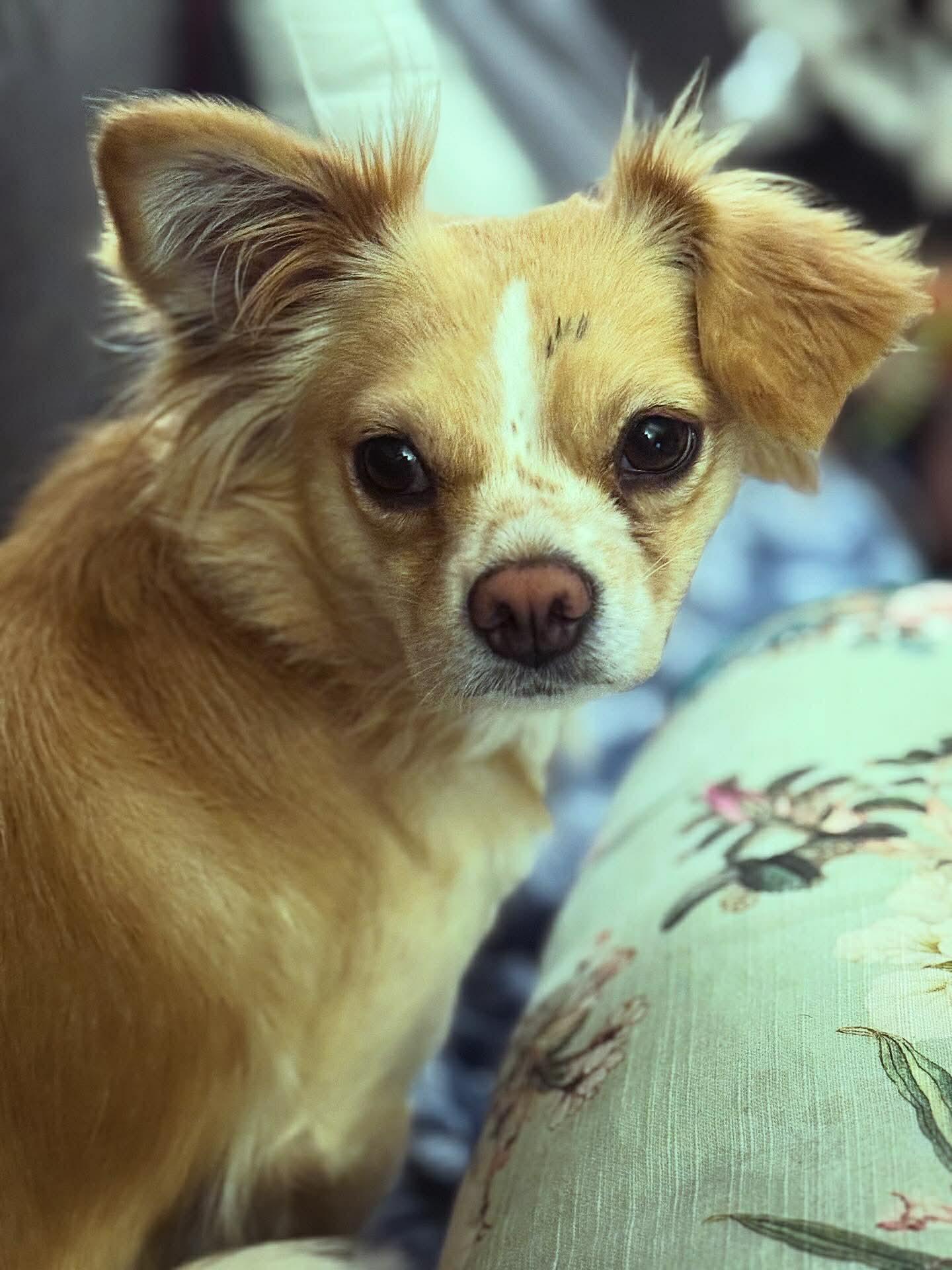 Enlarge Keepsake (IN FOSTER), a ADOPTABLE Chihuahua in Myakka City, FL image 3/5