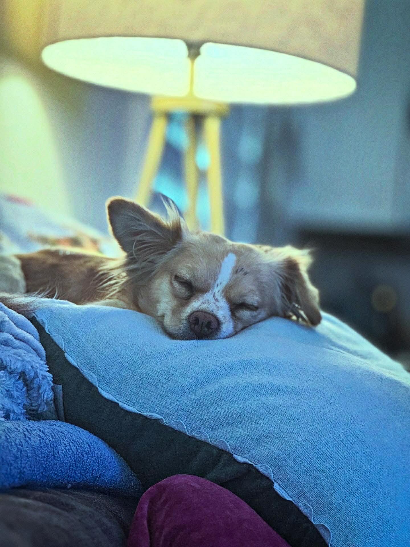 Enlarge Keepsake (IN FOSTER), a ADOPTABLE Chihuahua in Myakka City, FL image 2/5