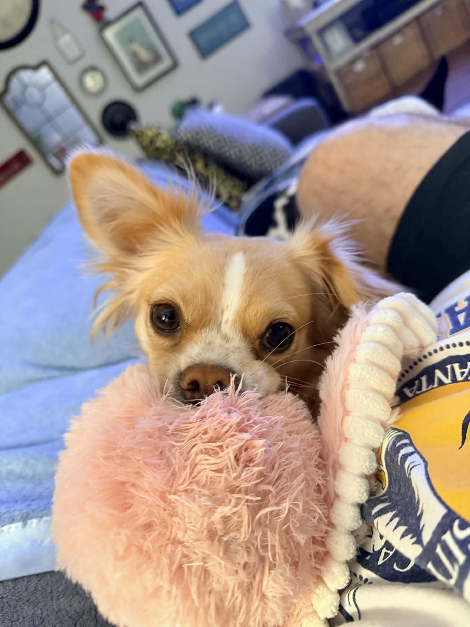 Enlarge Keepsake (IN FOSTER), a ADOPTABLE Chihuahua in Myakka City, FL image 5/5