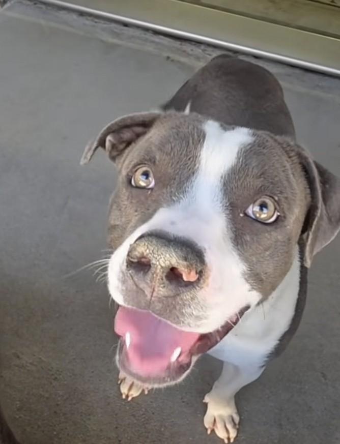 Norma, ADOPTABLE, Young Female American Bulldog.