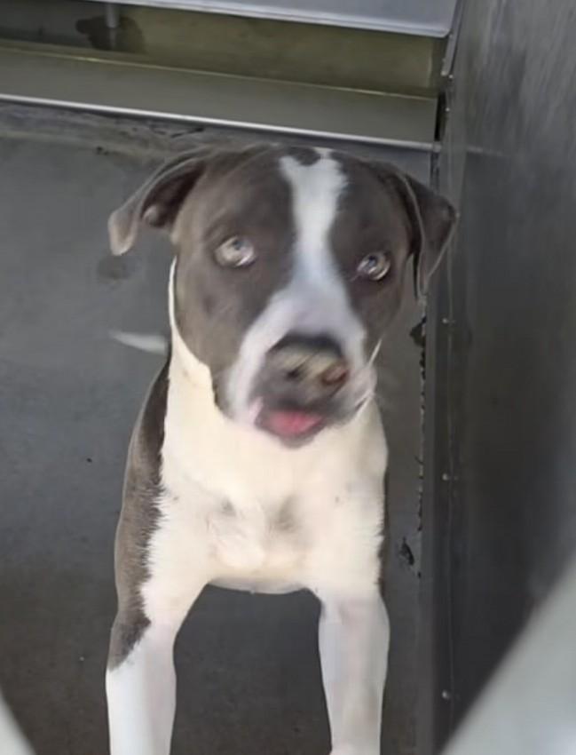 Enlarge Norma, a ADOPTABLE American Bulldog in Frazier Park, CA image 2/2