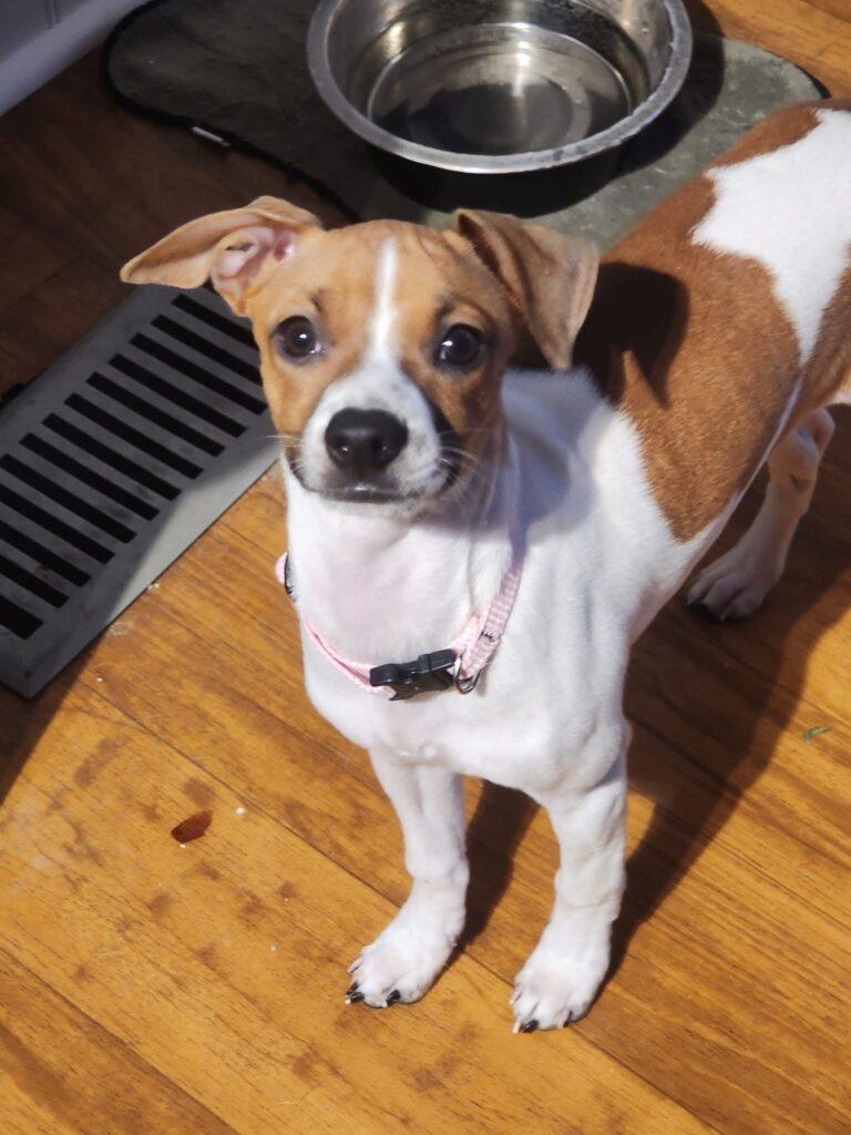 Enlarge Bambi, a ADOPTABLE mixed breed in Red Hook, NY image 2/5