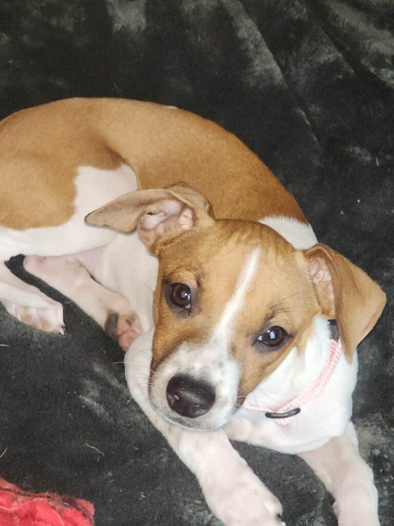 Enlarge Bambi, a ADOPTABLE mixed breed in Red Hook, NY image 1/5