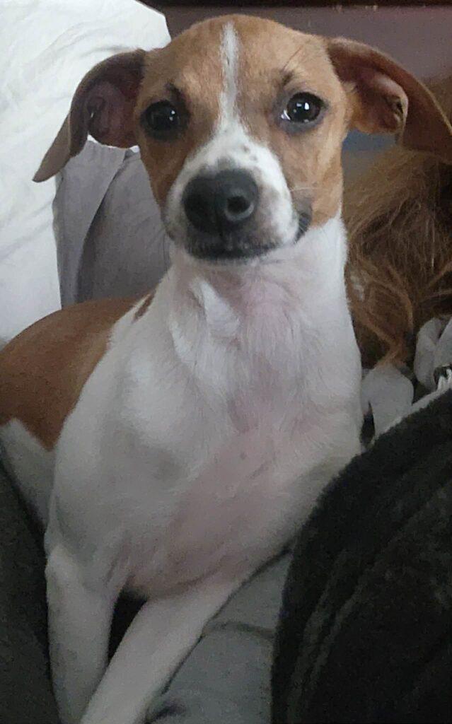 Enlarge Bambi, a ADOPTABLE mixed breed in Red Hook, NY image 3/5