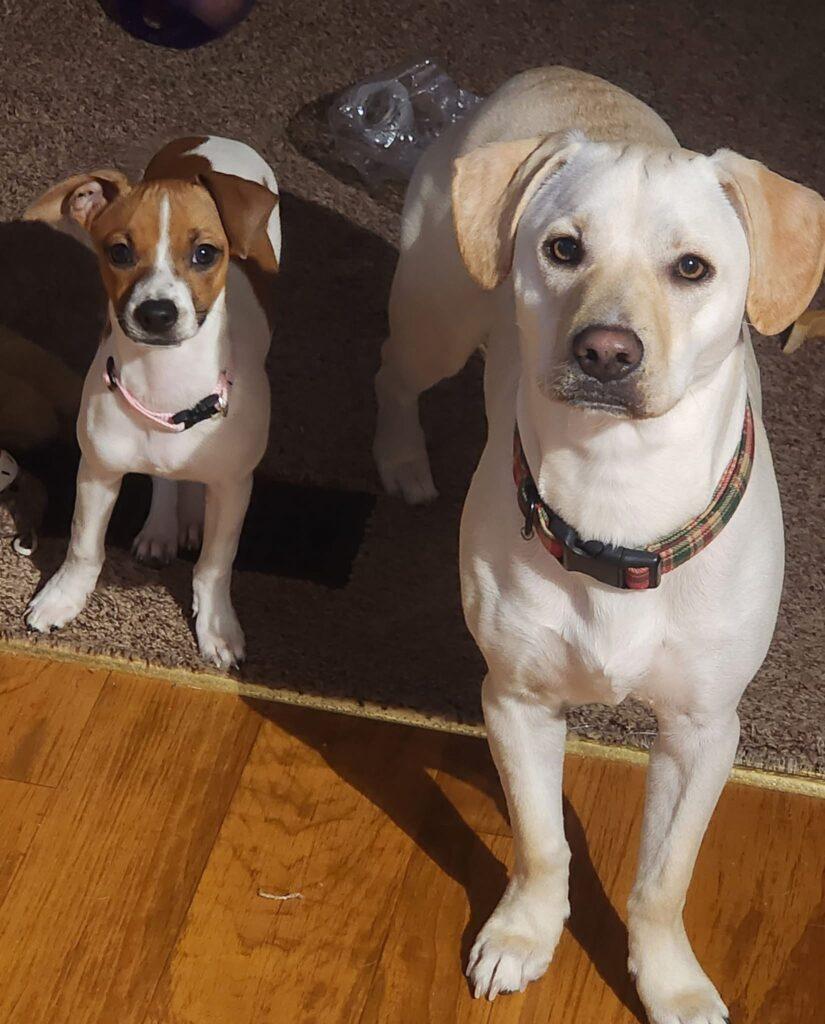 Enlarge Bambi, a ADOPTABLE mixed breed in Red Hook, NY image 4/5