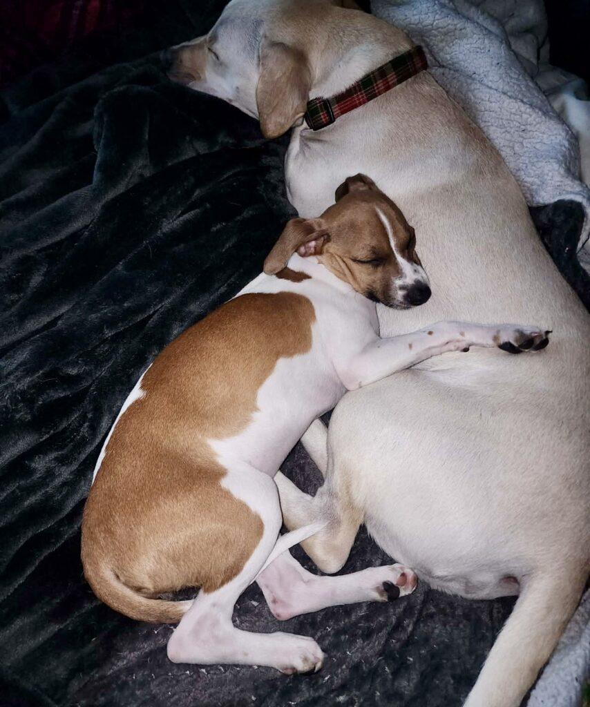 Enlarge Bambi, a ADOPTABLE mixed breed in Red Hook, NY image 5/5