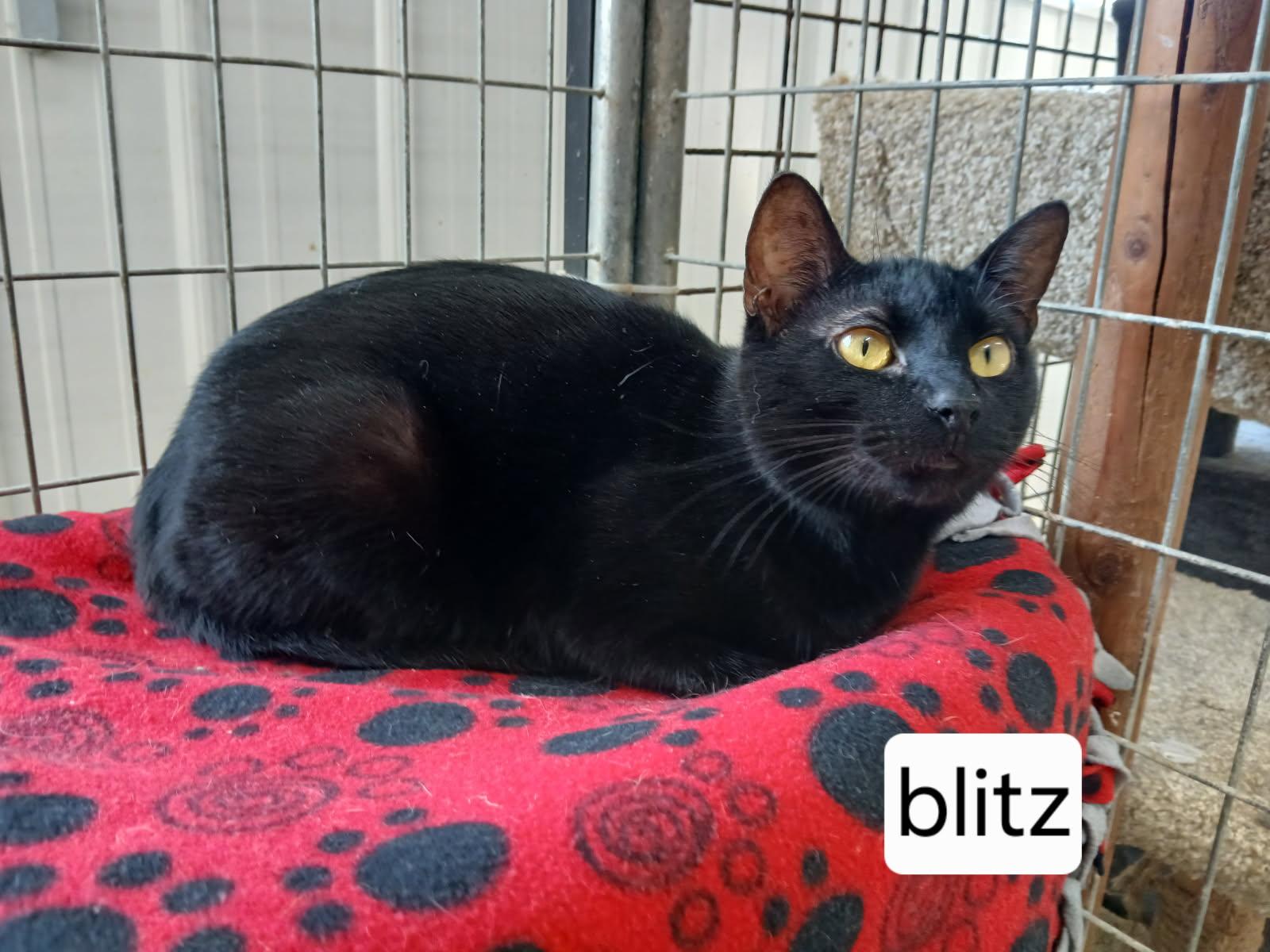 Blitz, ADOPTABLE, Adult Female Domestic Short Hair.
