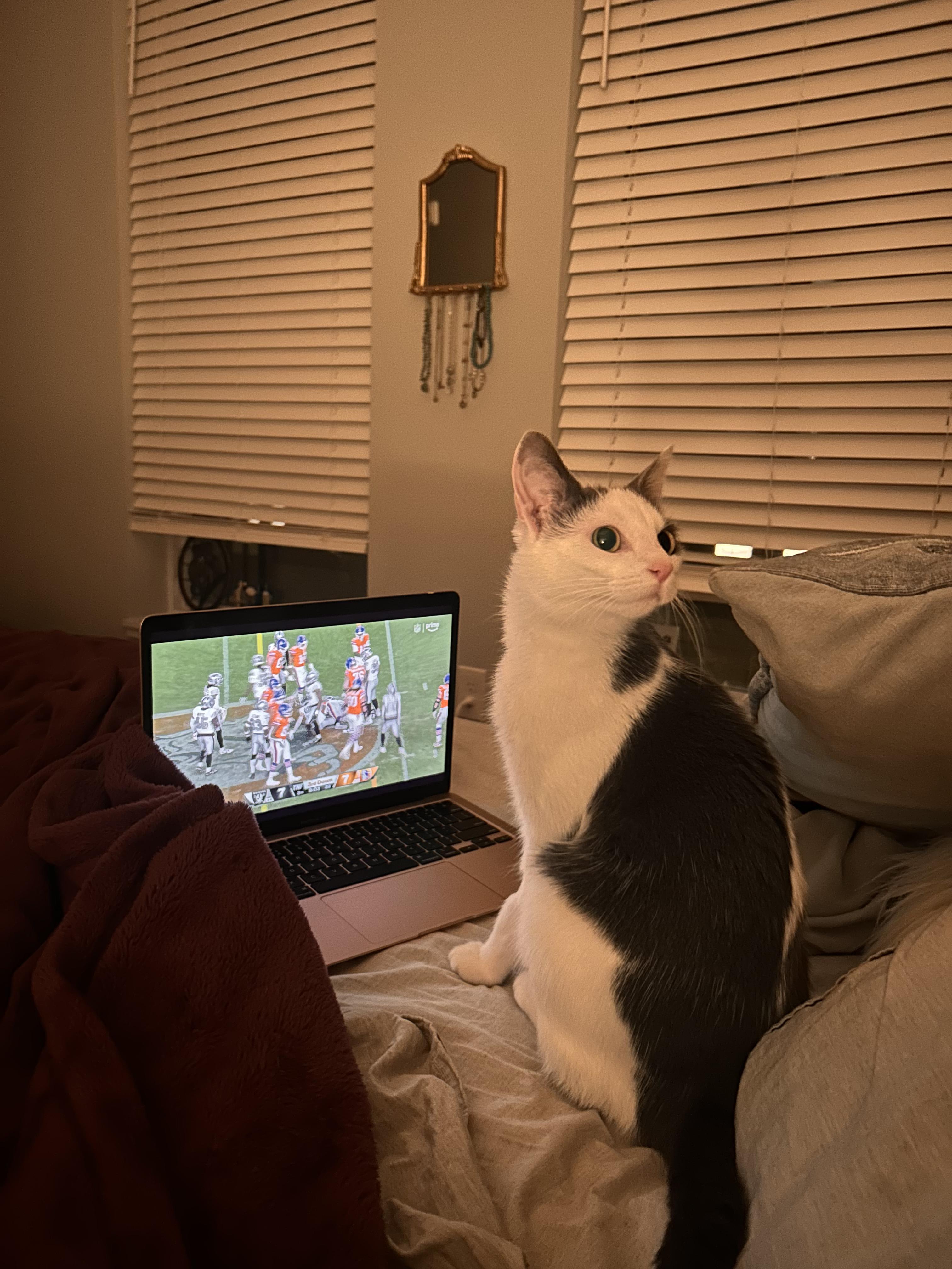 Enlarge Chabi, a Adoptable Domestic Short Hair in Columbus, OH image 3/6