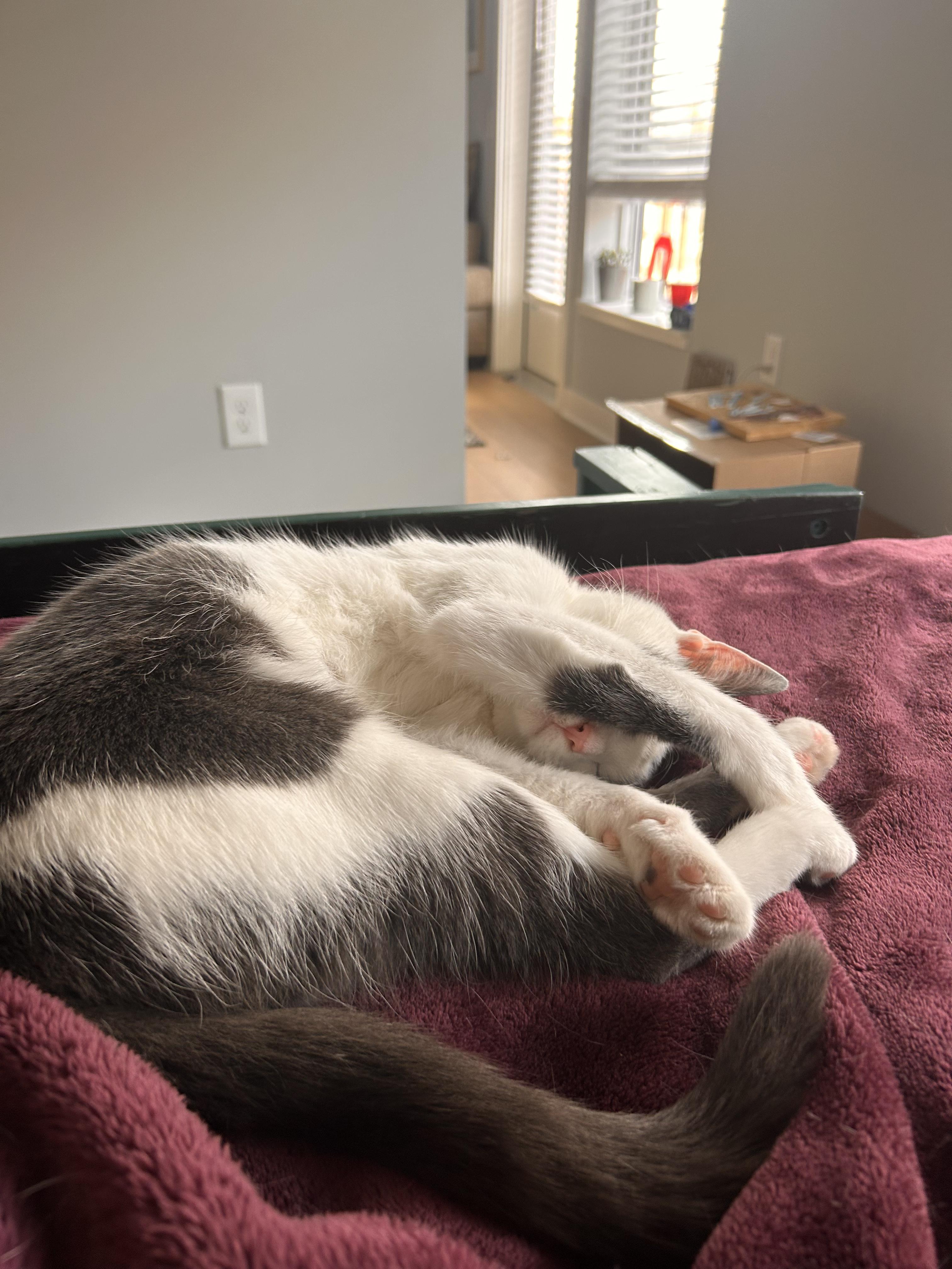 Enlarge Chabi, a Adoptable Domestic Short Hair in Columbus, OH image 4/6