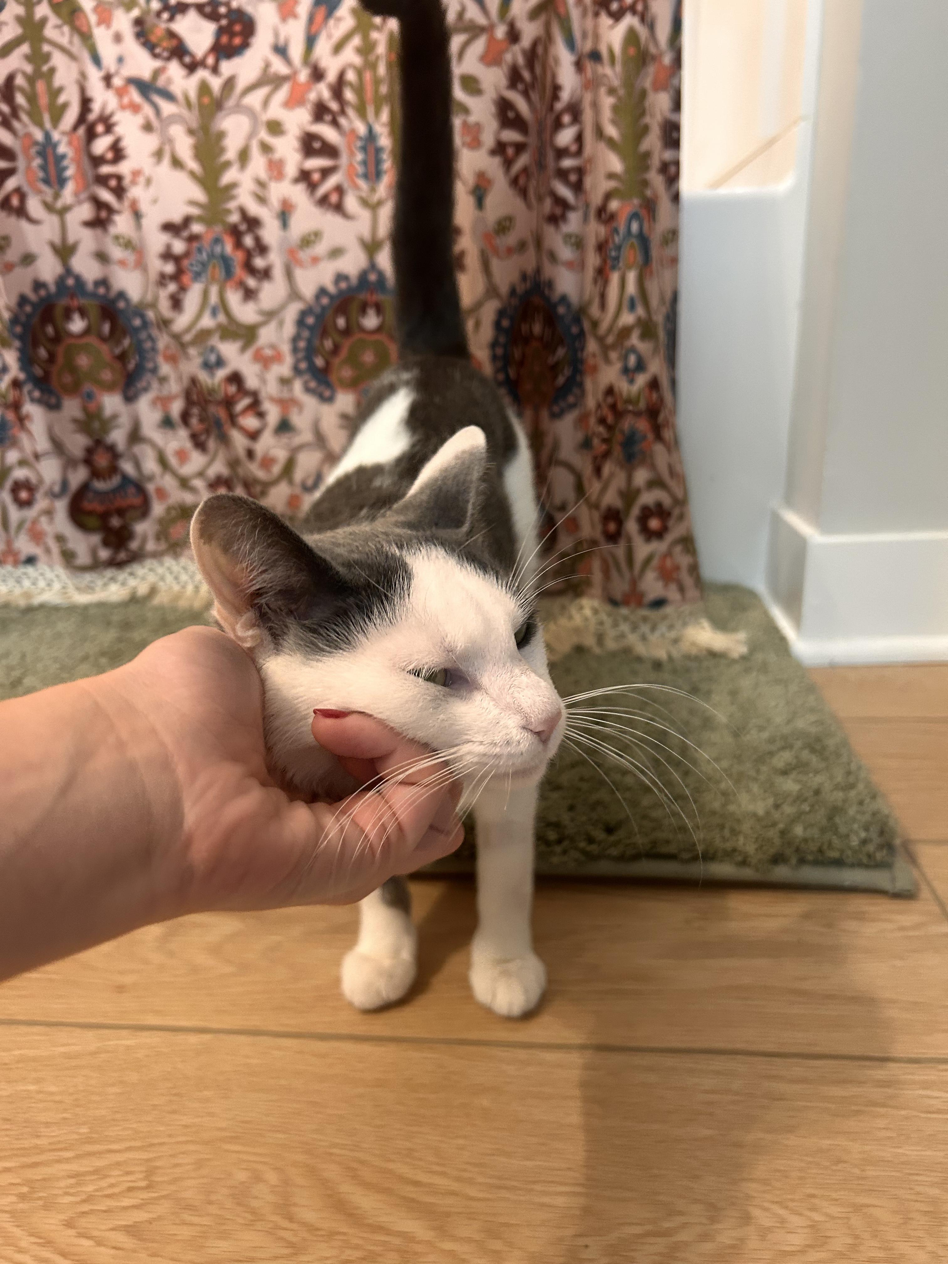 Enlarge Chabi, a Adoptable Domestic Short Hair in Columbus, OH image 6/6