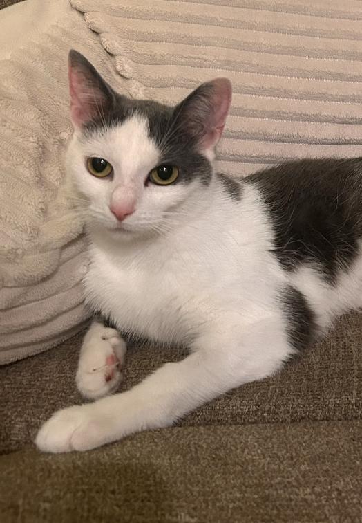 Enlarge Chabi, a Adoptable Domestic Short Hair in Columbus, OH image 1/6