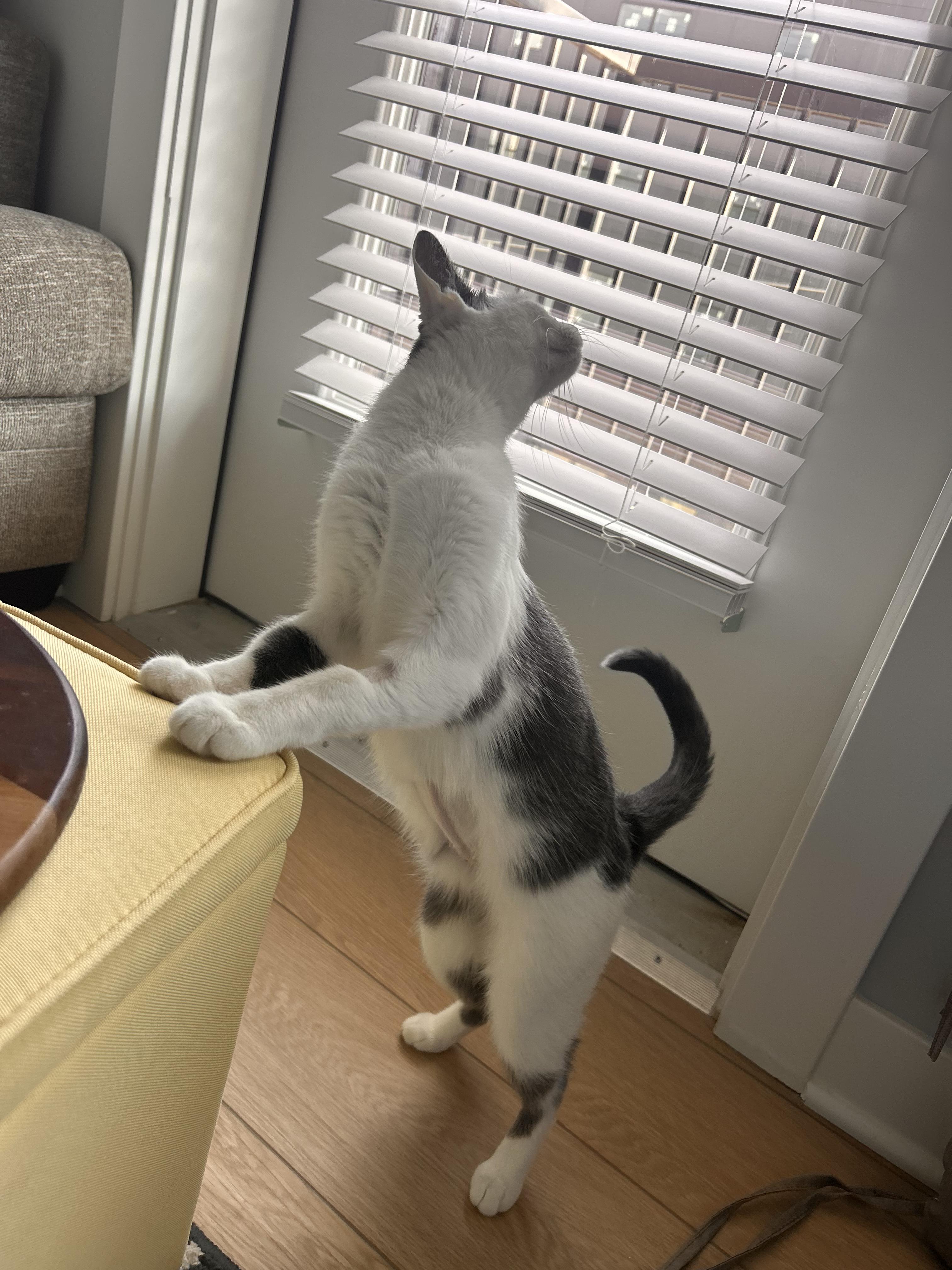 Enlarge Chabi, a Adoptable Domestic Short Hair in Columbus, OH image 5/6