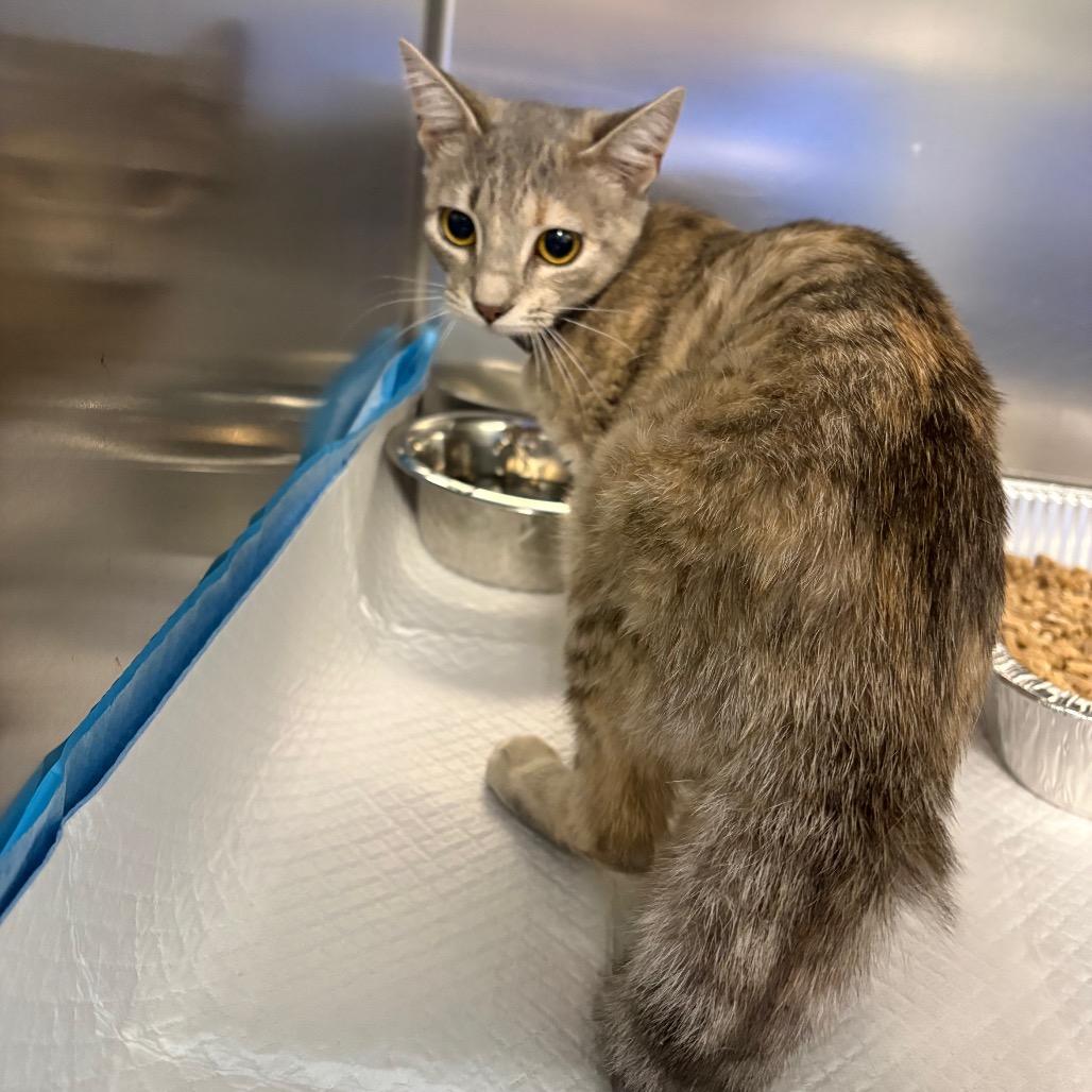 Baker, Adoptable, Young Female Domestic Short Hair.