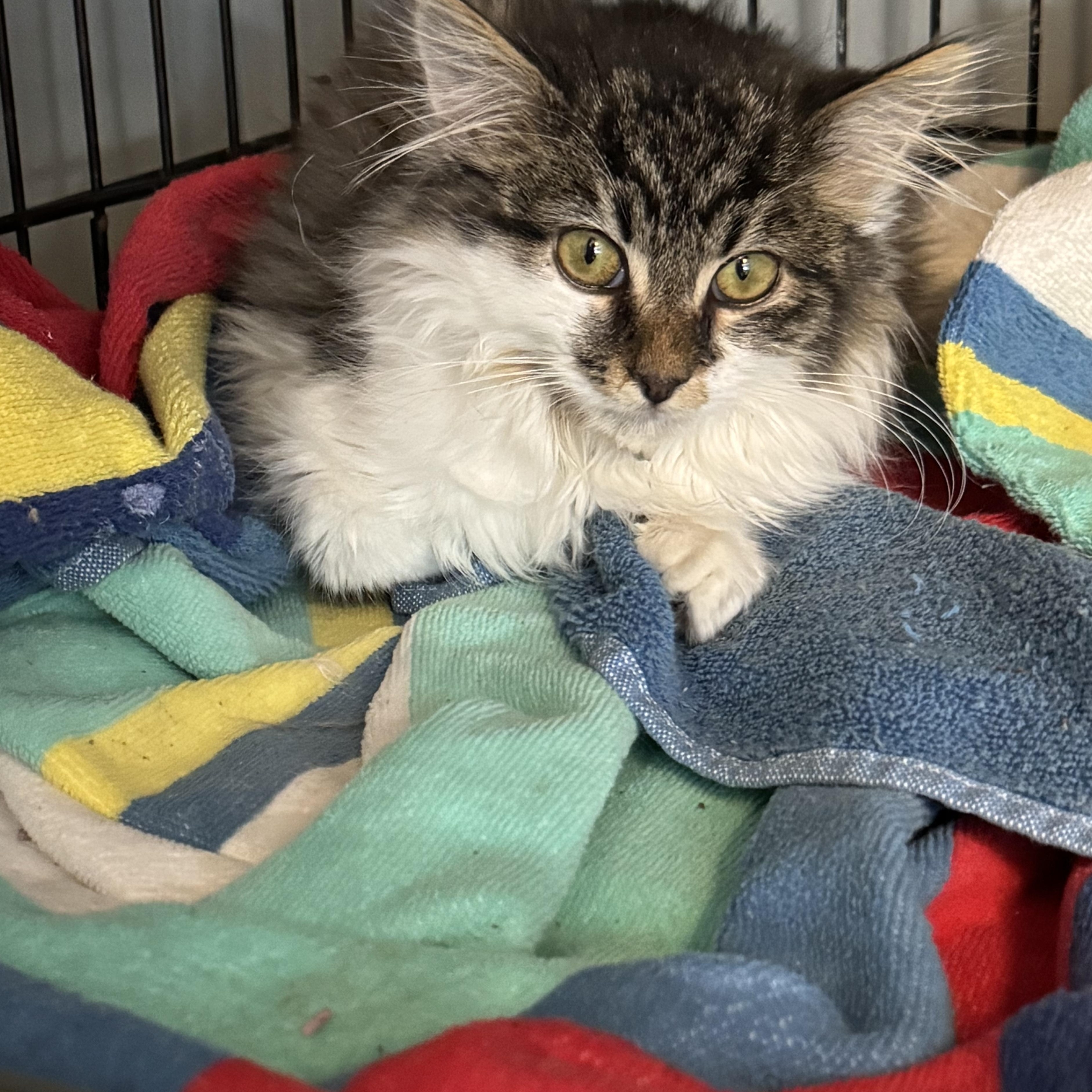 Enlarge Violet, an adopted mixed breed in Rochester Hills, MI image 3/3