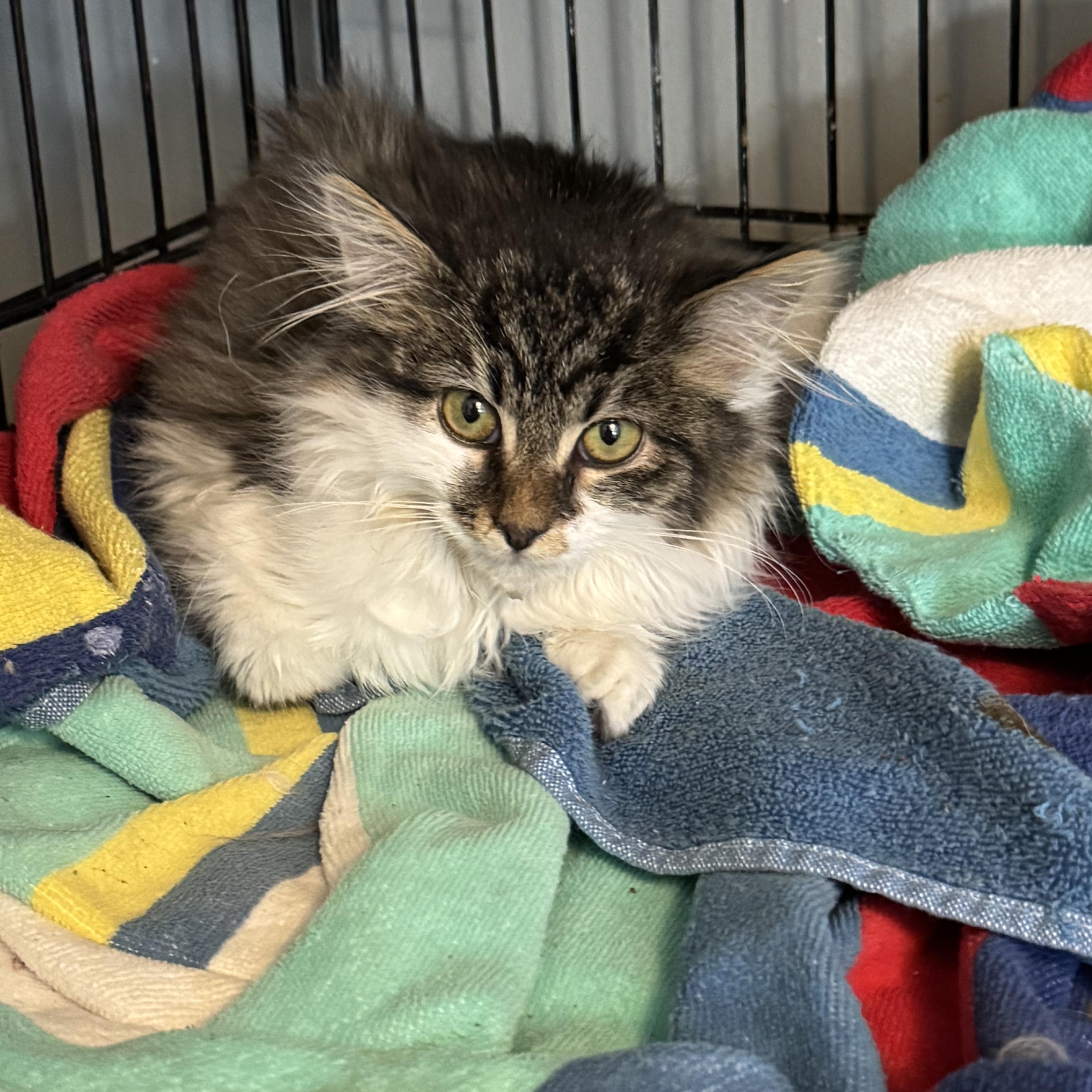 Enlarge Violet, an adopted mixed breed in Rochester Hills, MI image 2/3