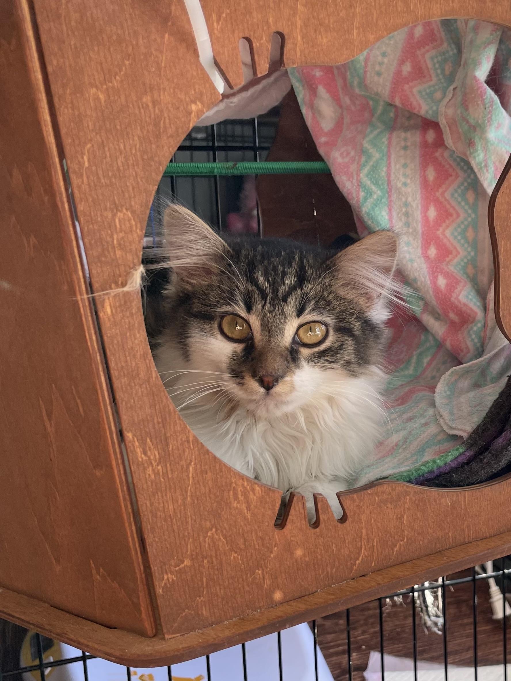 Enlarge Violet, an adopted mixed breed in Rochester Hills, MI image 1/3