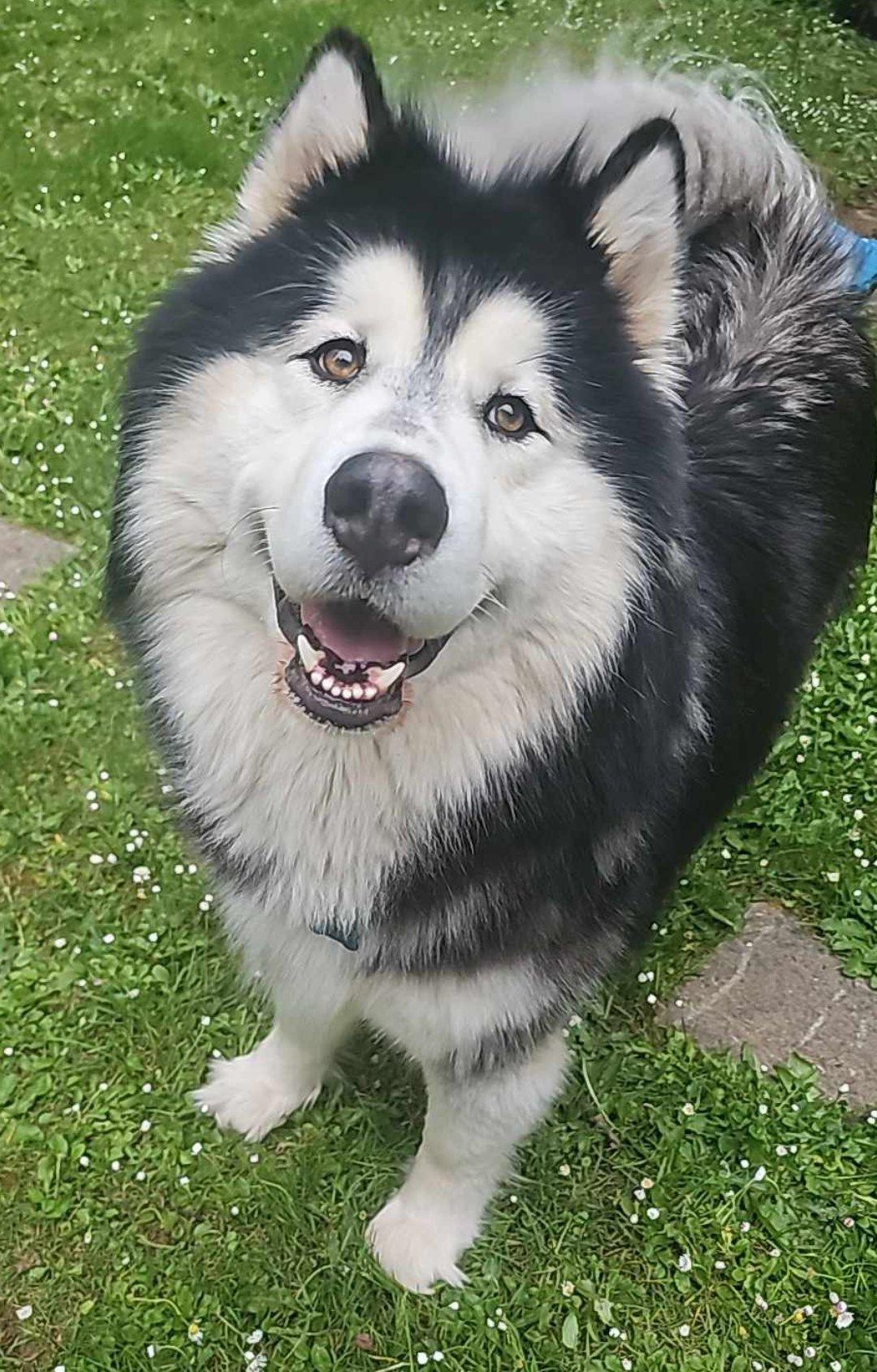 ARTHUR, a Adoptable Alaskan Malamute in Seattle, WA image 1/3