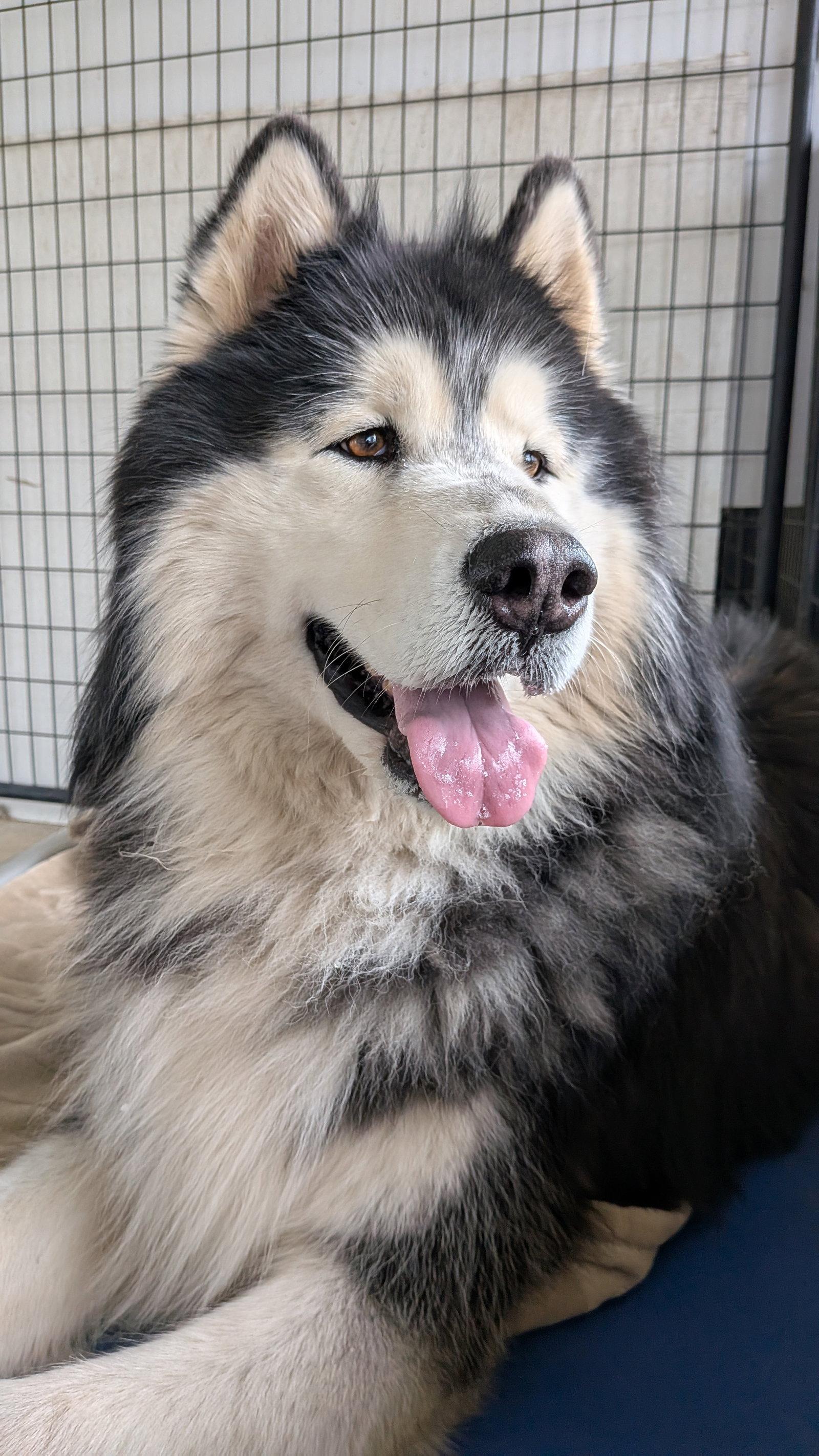Enlarge ARTHUR, a Adoptable Alaskan Malamute in Seattle, WA image 2/3