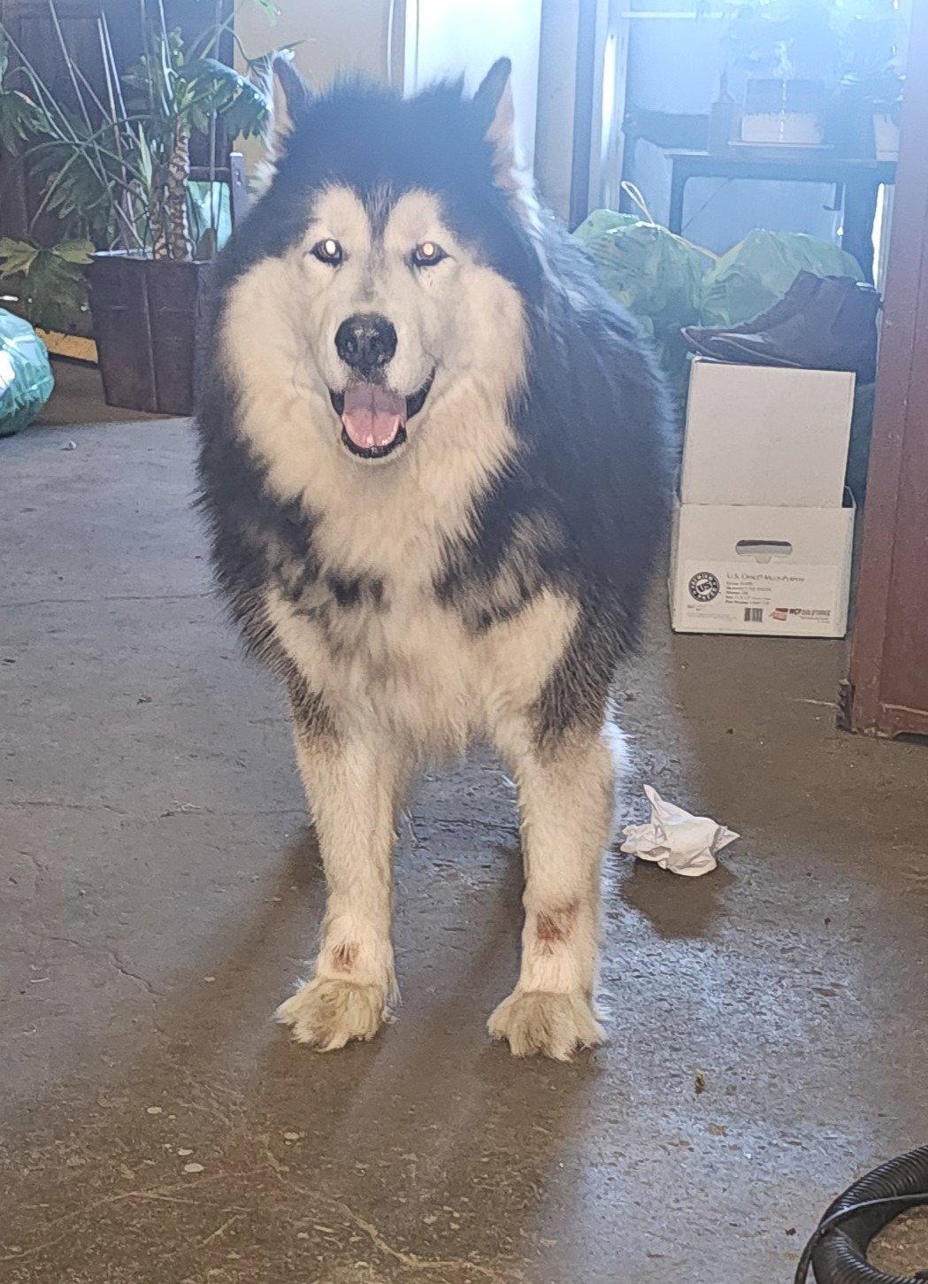 ARTHUR, a Adoptable Alaskan Malamute in Seattle, WA image 2/3