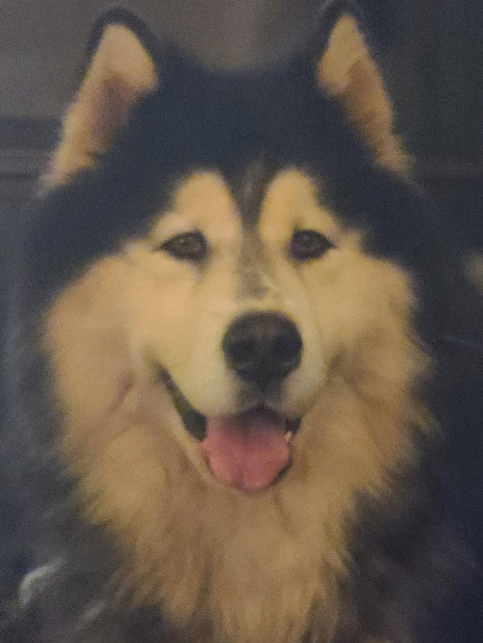 ARTHUR, a Adoptable Alaskan Malamute in Seattle, WA image 3/3