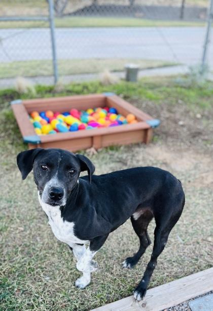 Birdie — thumbnail 2