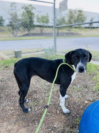 Birdie — thumbnail 4