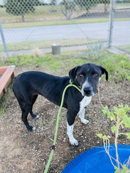 Birdie — thumbnail 5