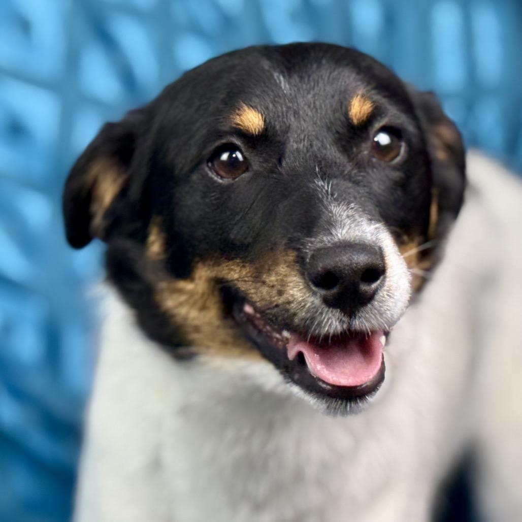 Norman: The Sweet, Ready‑for‑Adventure pup from Hondo, a ADOPTABLE mixed breed in San Antonio, TX image 3/6