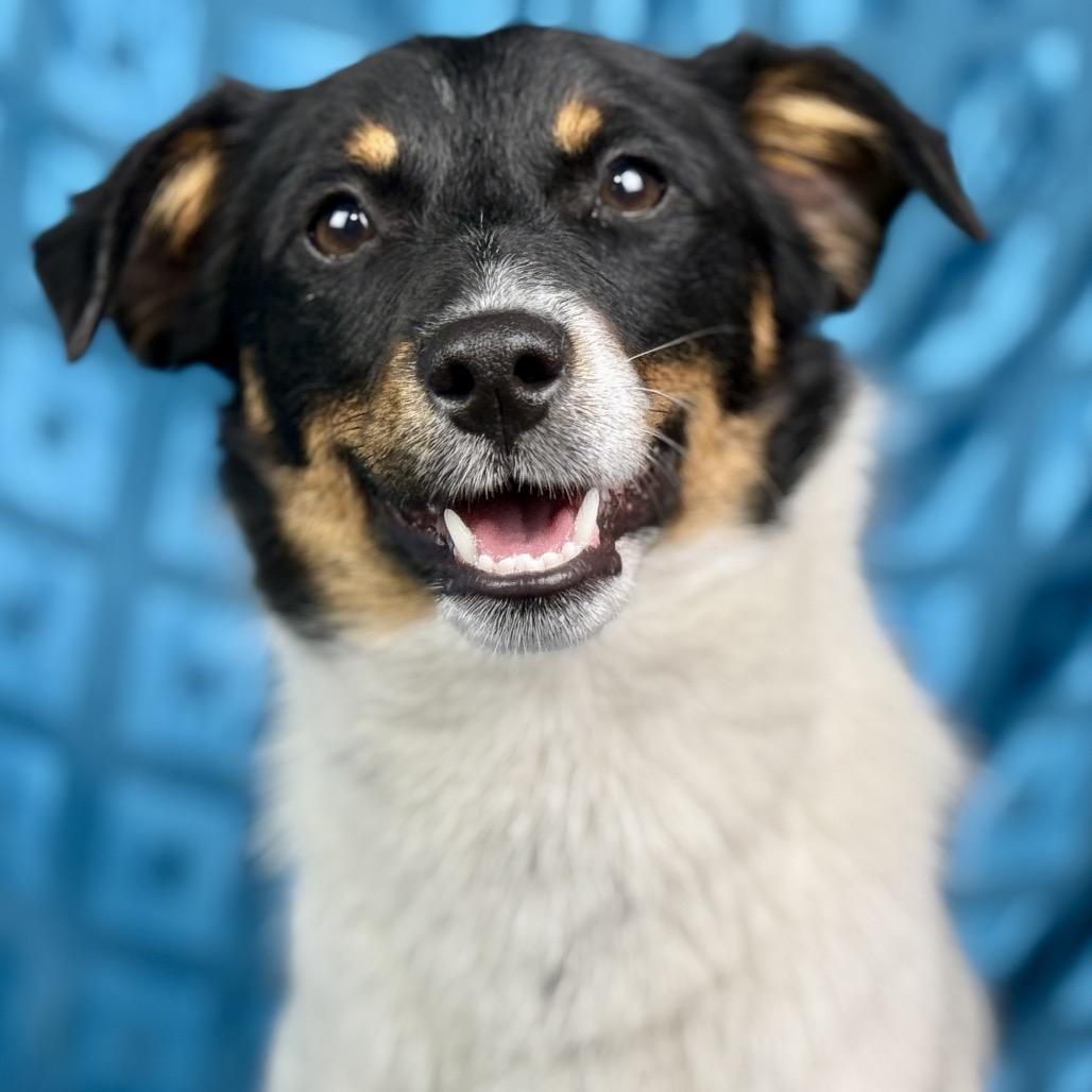 Norman: The Sweet, Ready‑for‑Adventure pup from Hondo, a ADOPTABLE mixed breed in San Antonio, TX image 6/6