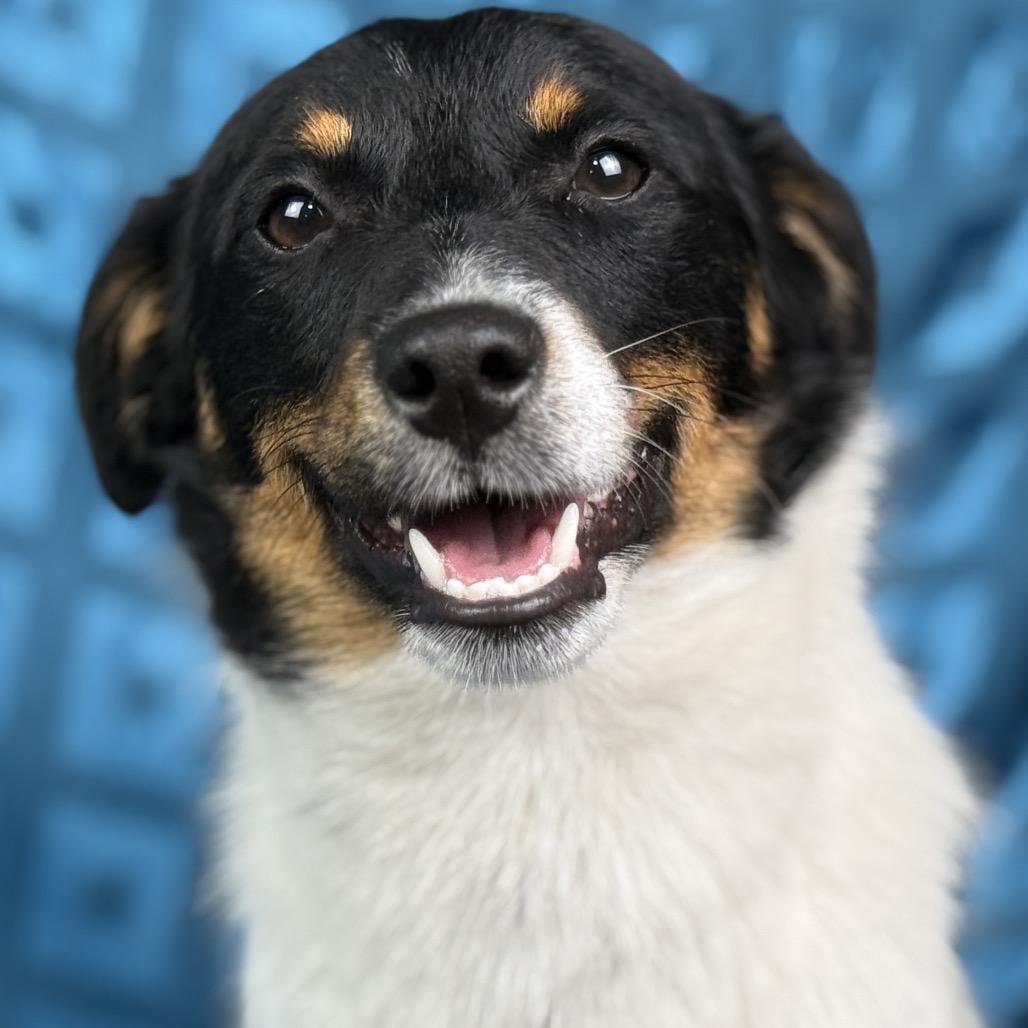 Norman: The Sweet, Ready‑for‑Adventure pup from Hondo, a ADOPTABLE mixed breed in San Antonio, TX image 5/6