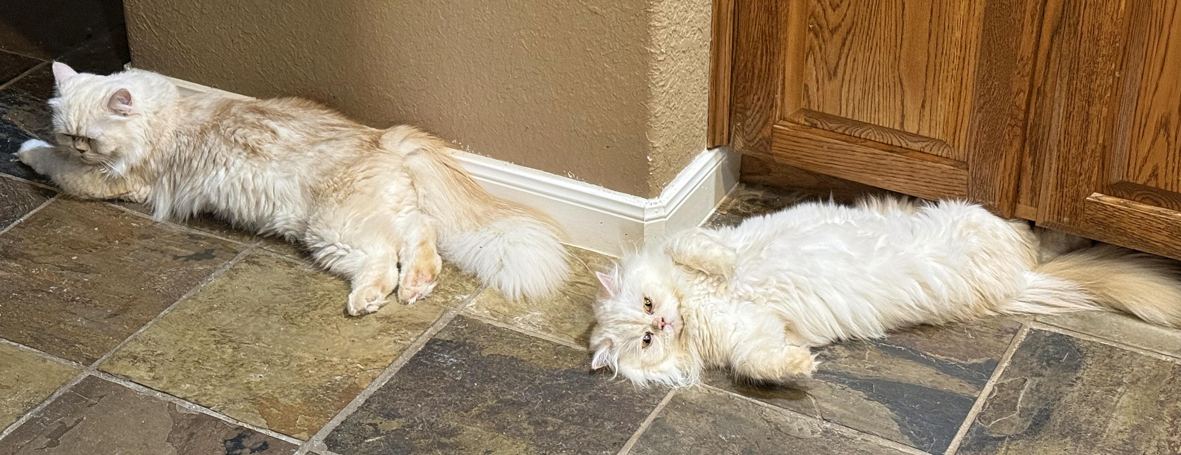 Marscapone & Buerre, an adopted Persian in Converse, TX image 4/5