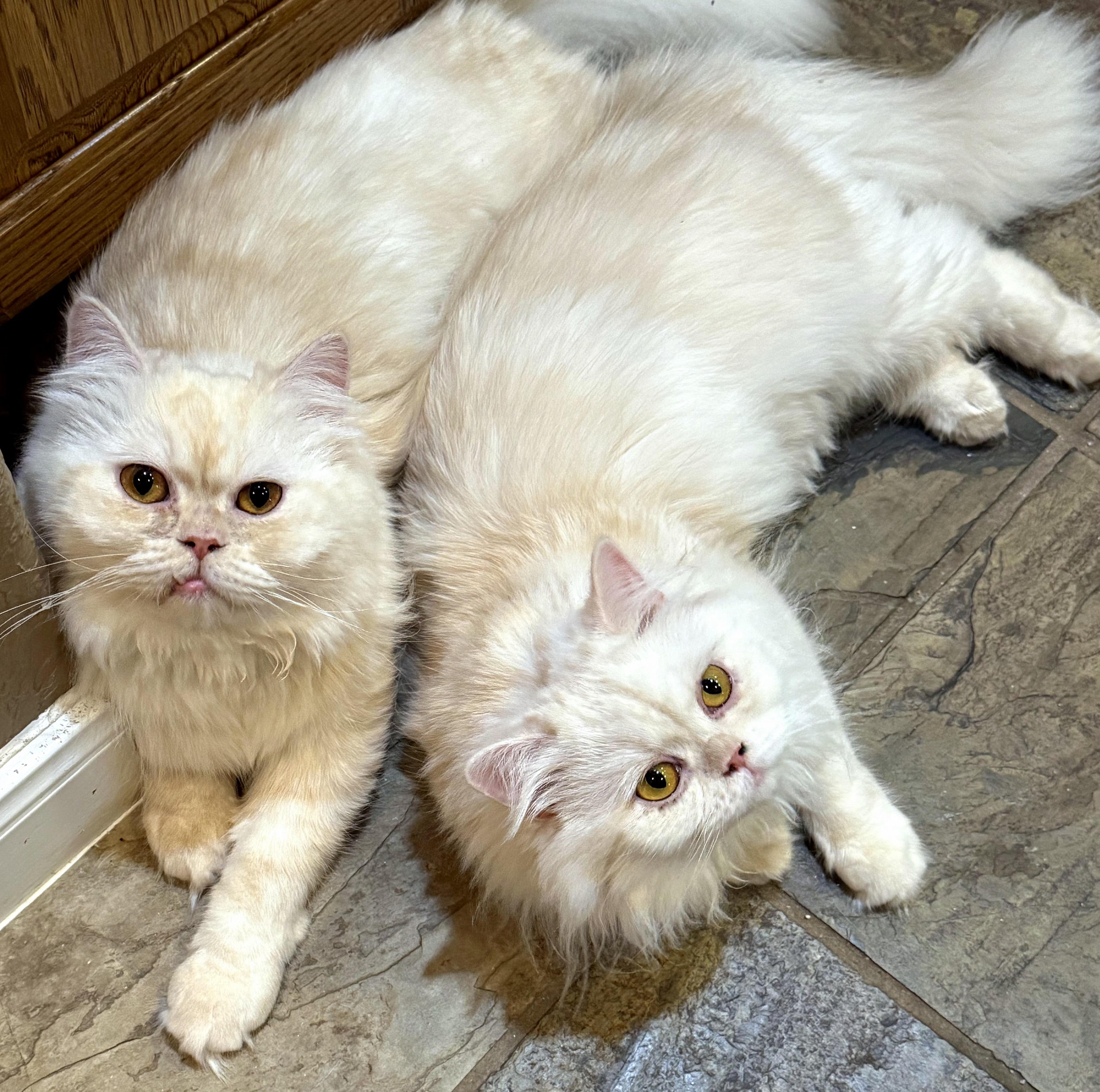 Marscapone & Buerre, an adopted Persian in Converse, TX image 2/5