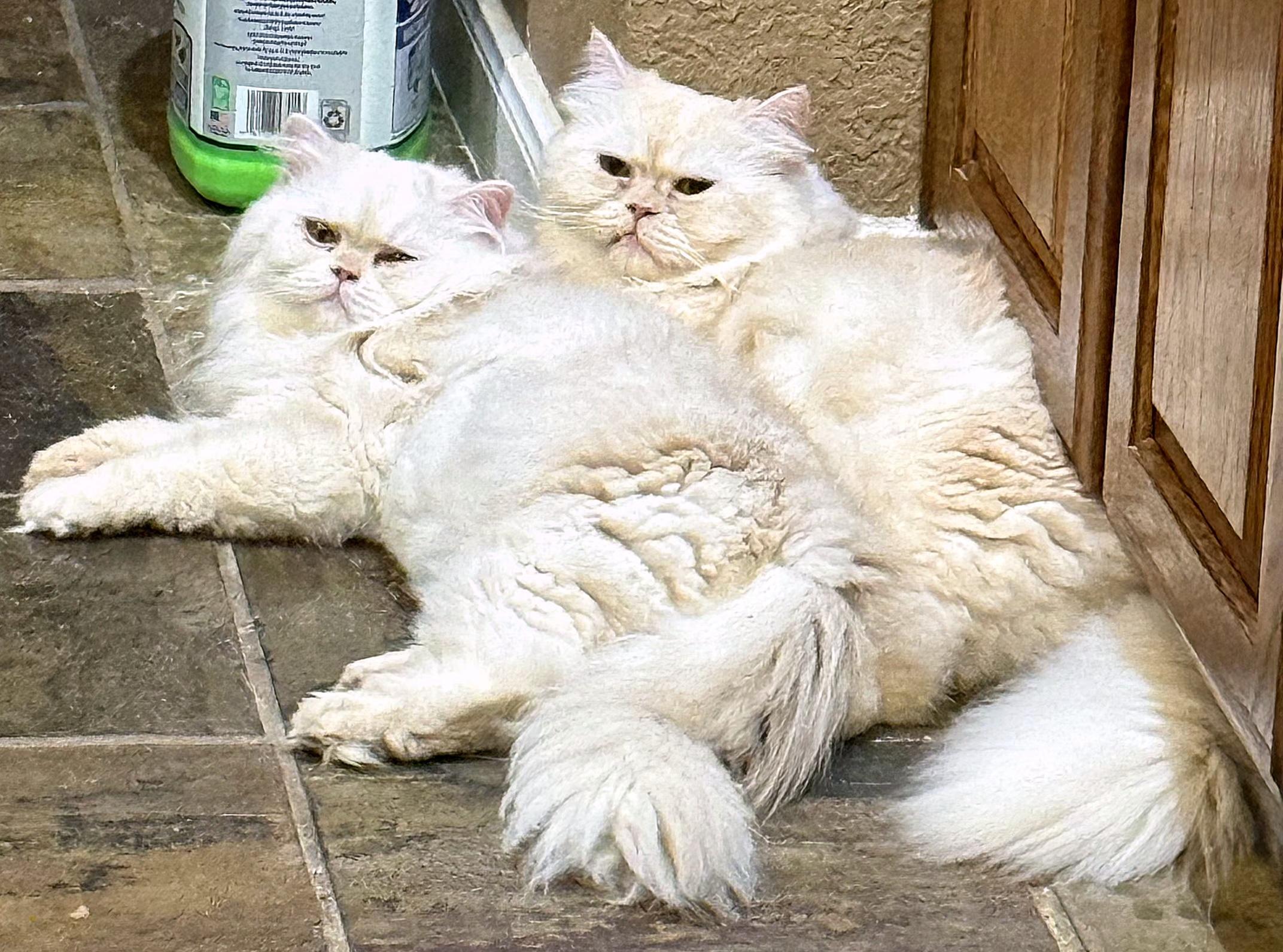 Marscapone & Buerre, an adopted Persian in Converse, TX image 3/5